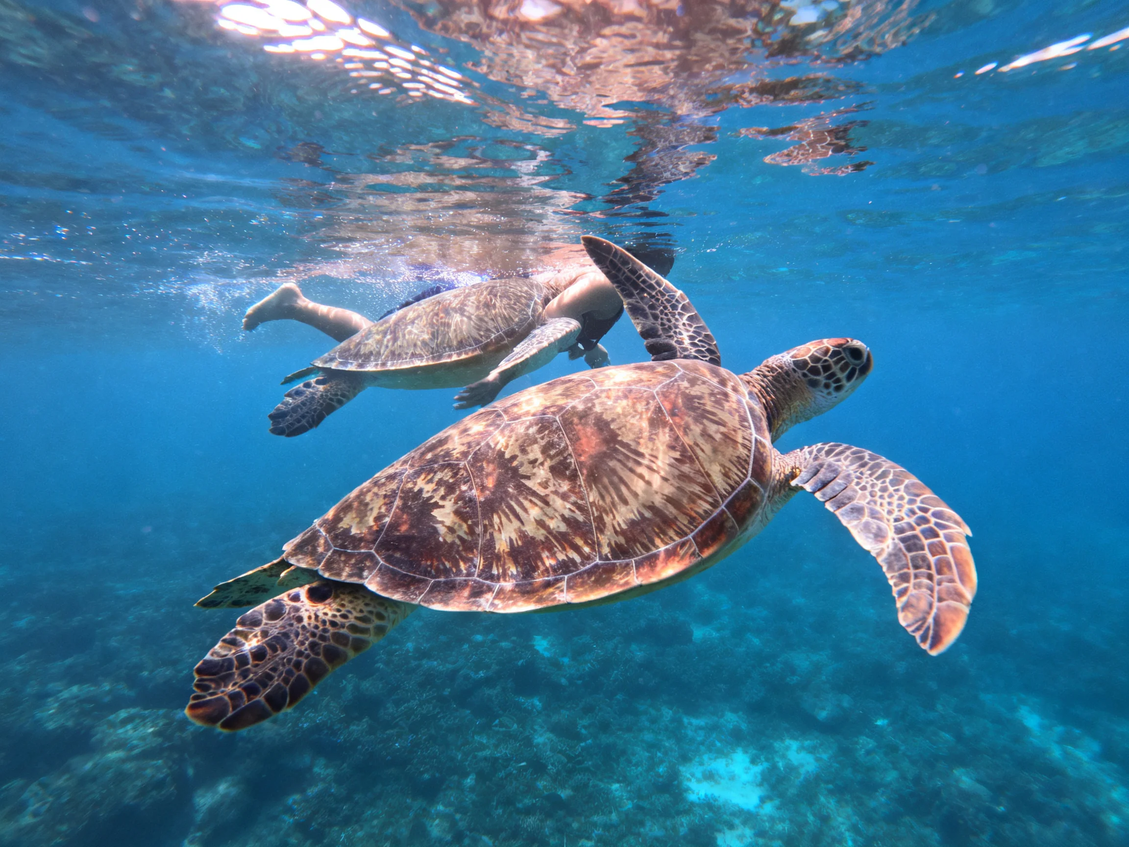 Two brown-shelled sea turtles swim in clear blue ocean waters