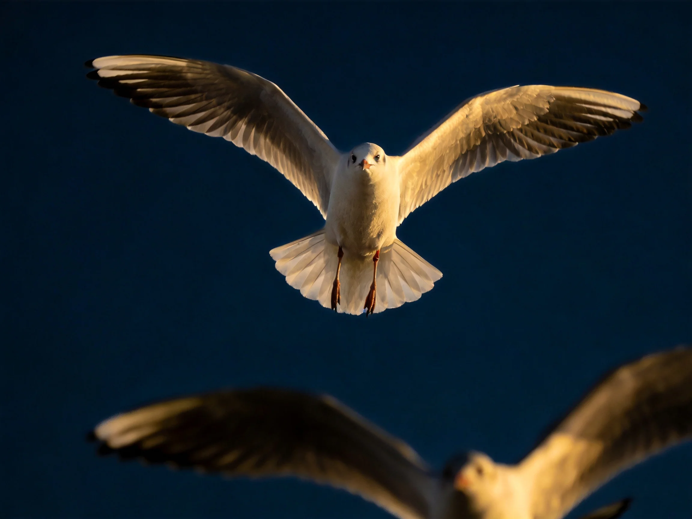 Two seagulls fly with outstretched wings against a deep blue sky