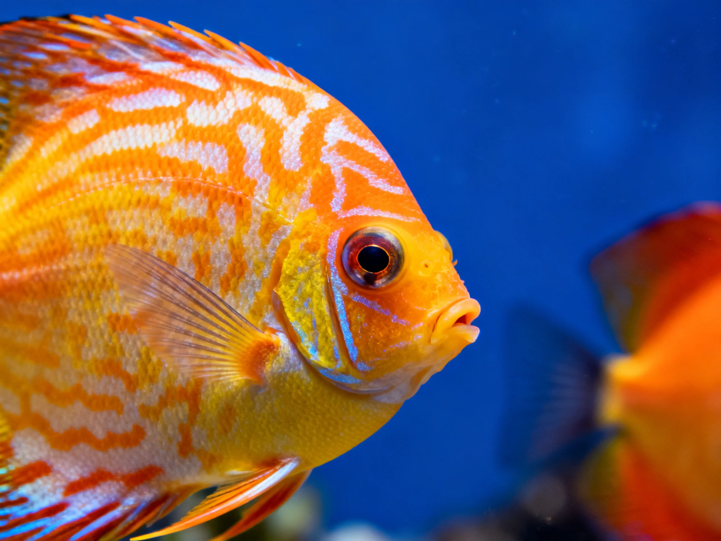 Vibrant orange and white discus fish in an aquarium
