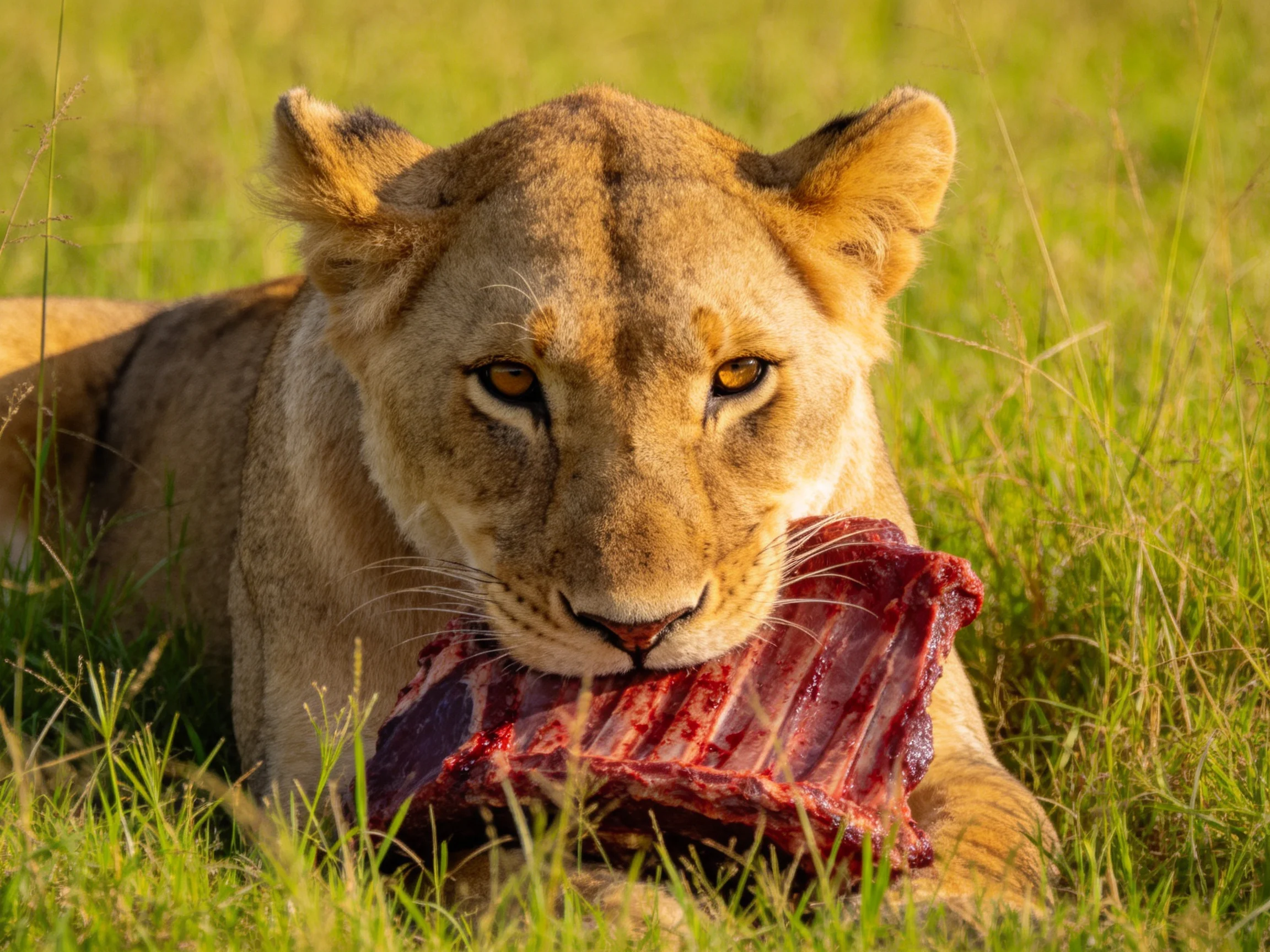 A golden lioness feeds on raw red meat amid tall green grass