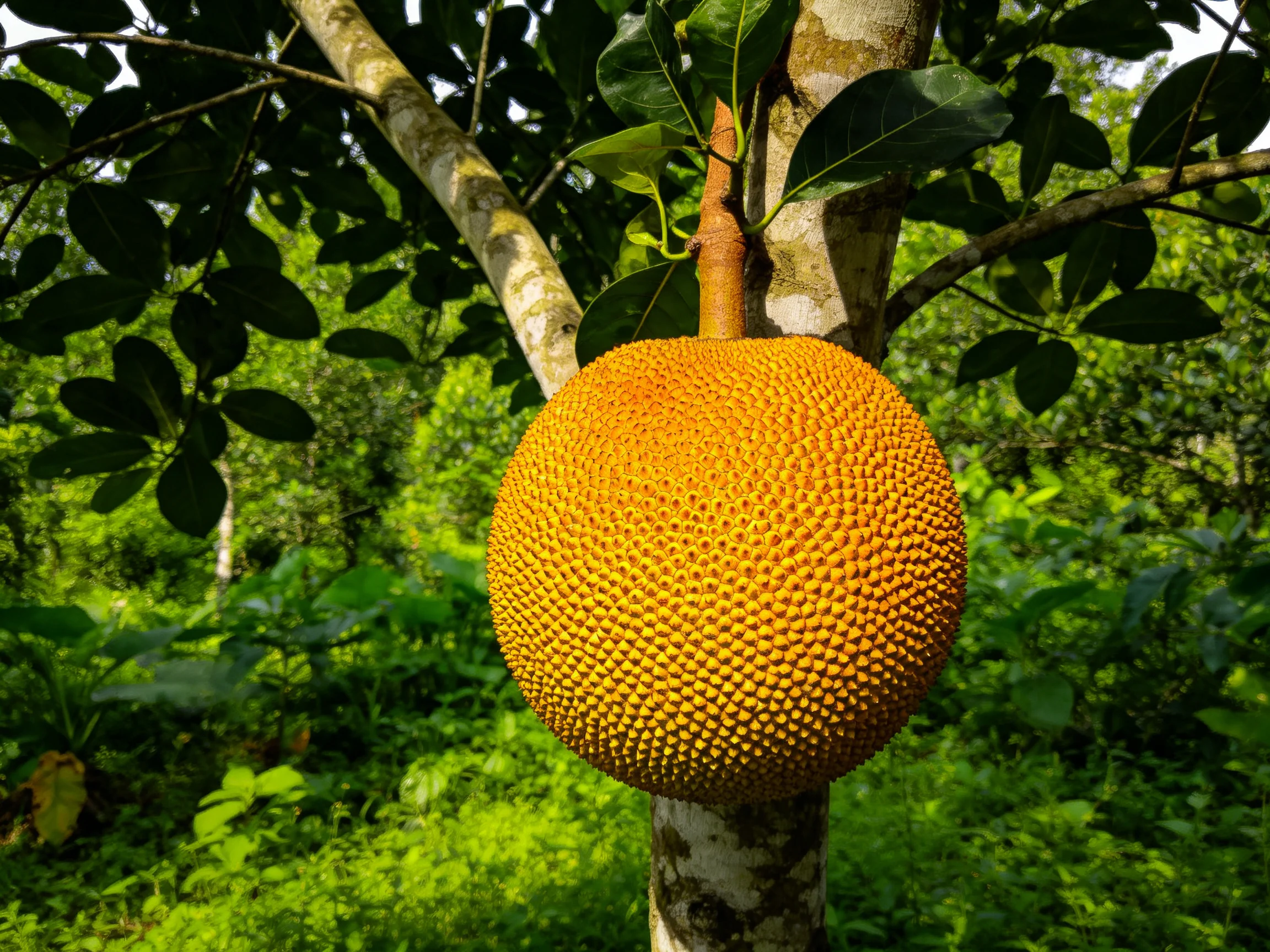 A large spiky golden jackfruit hangs from a tree amid lush greenery
