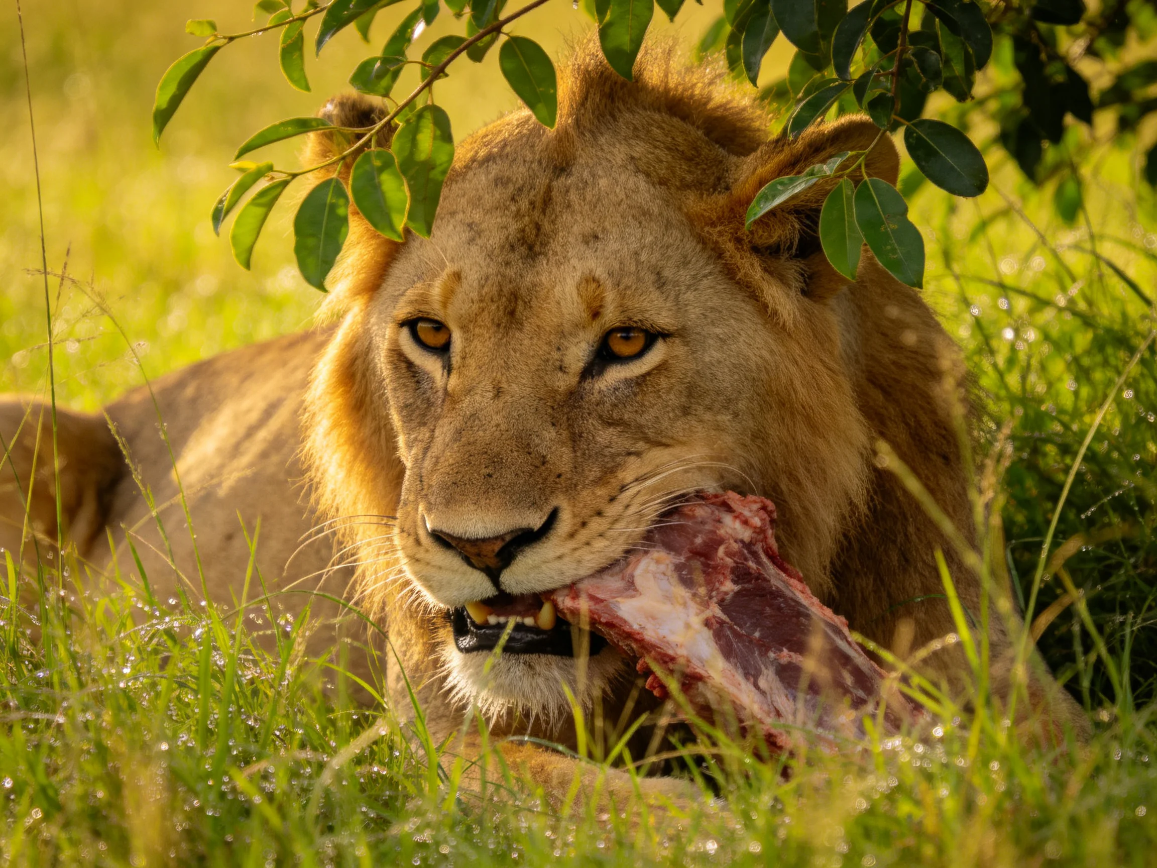 A lion eating raw meat in sunlit grassy terrain