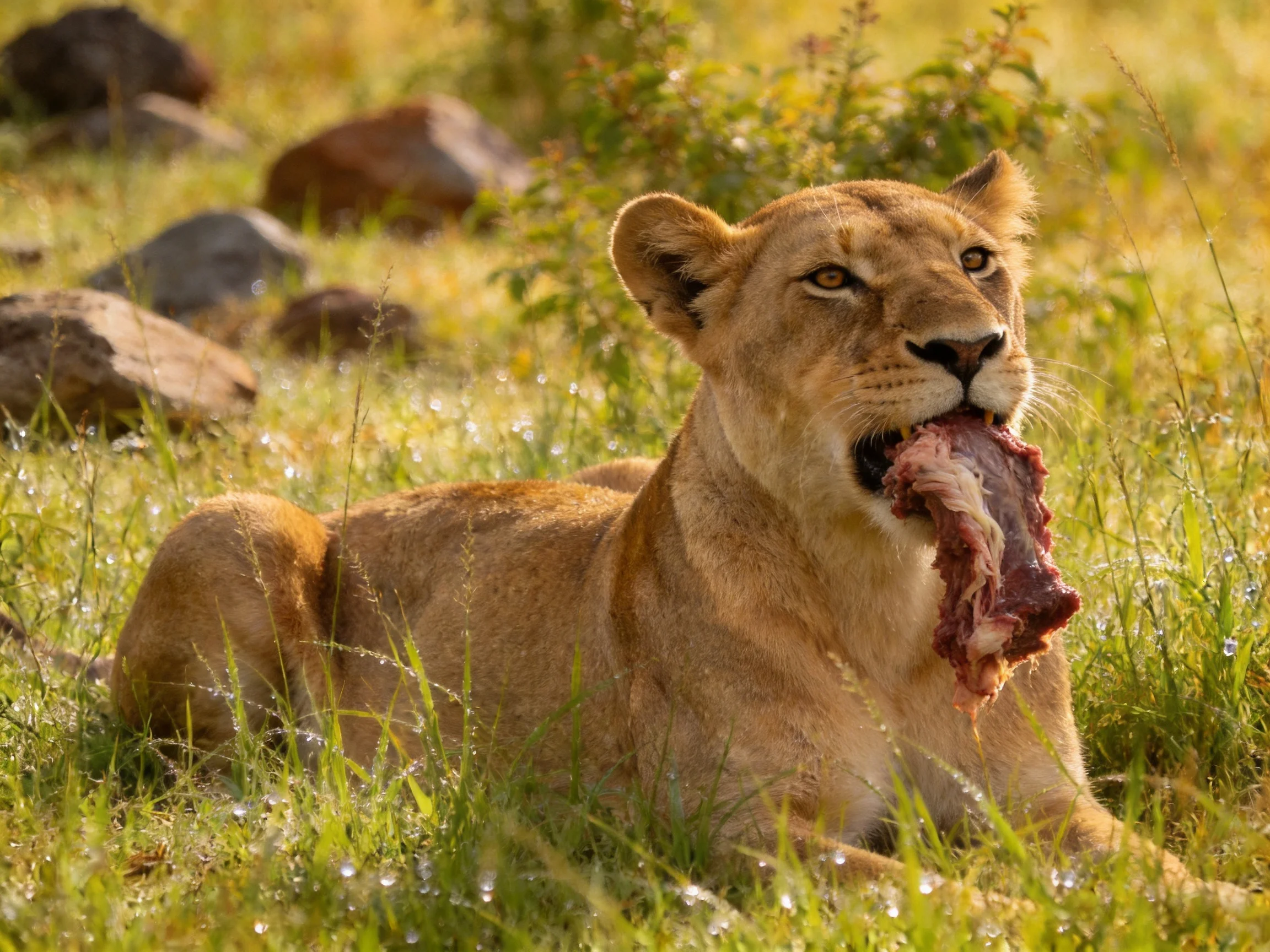 A lioness feasting on prey amid tall green grass and scattered rocks
