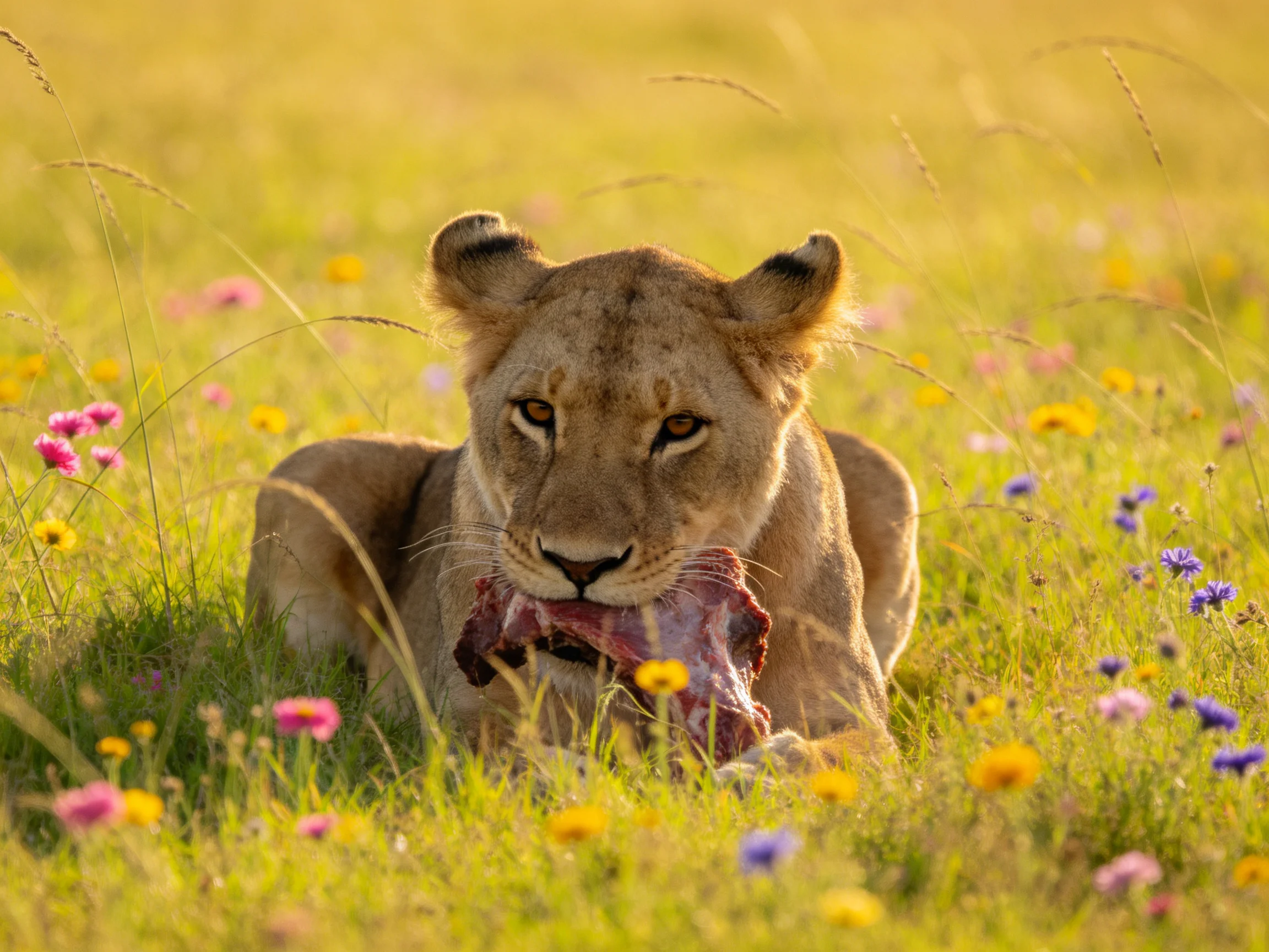A lioness feeding on prey in a flower-filled grassland