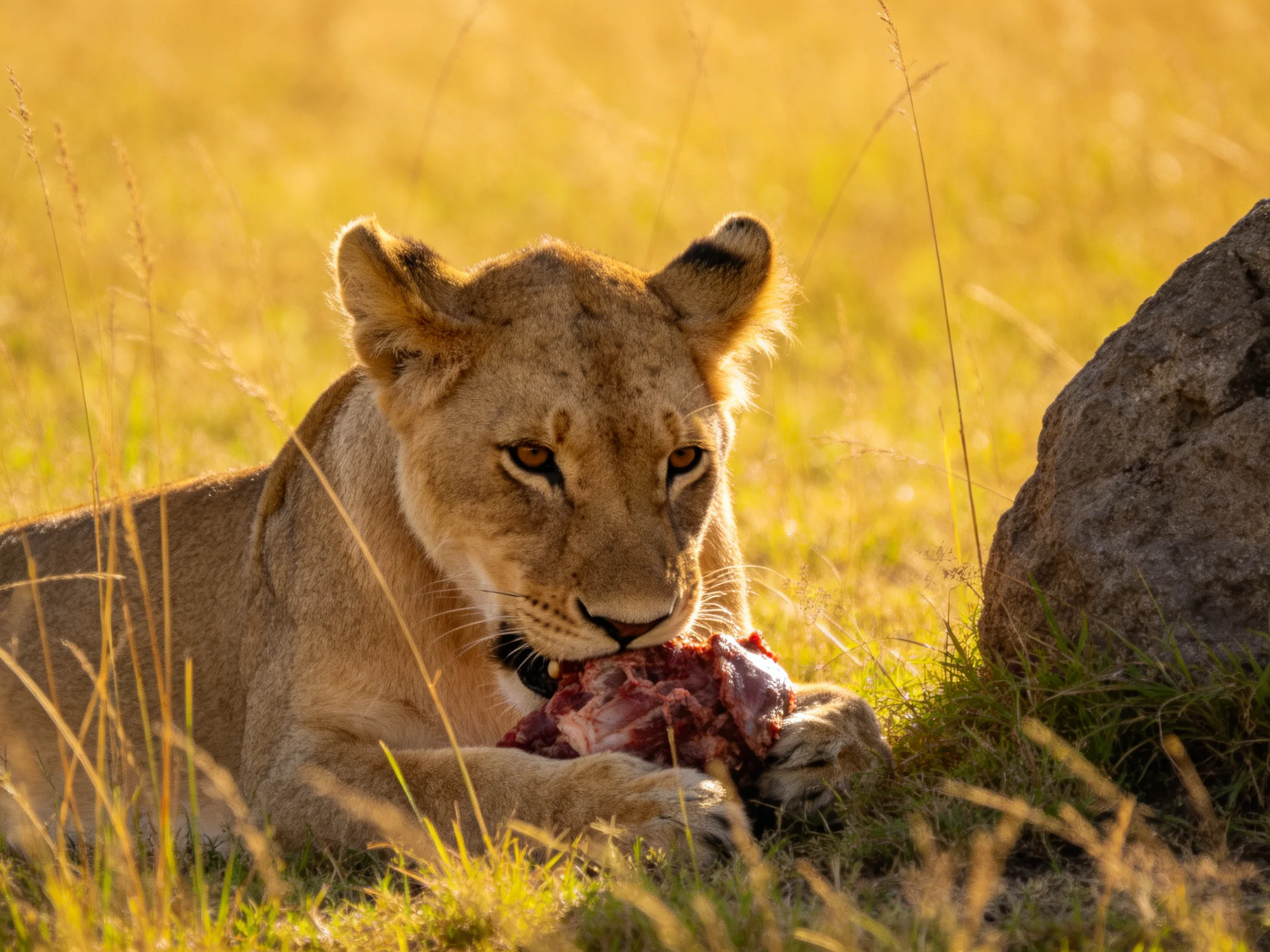 A young lioness feeds on prey in golden savannah grass near a large rock