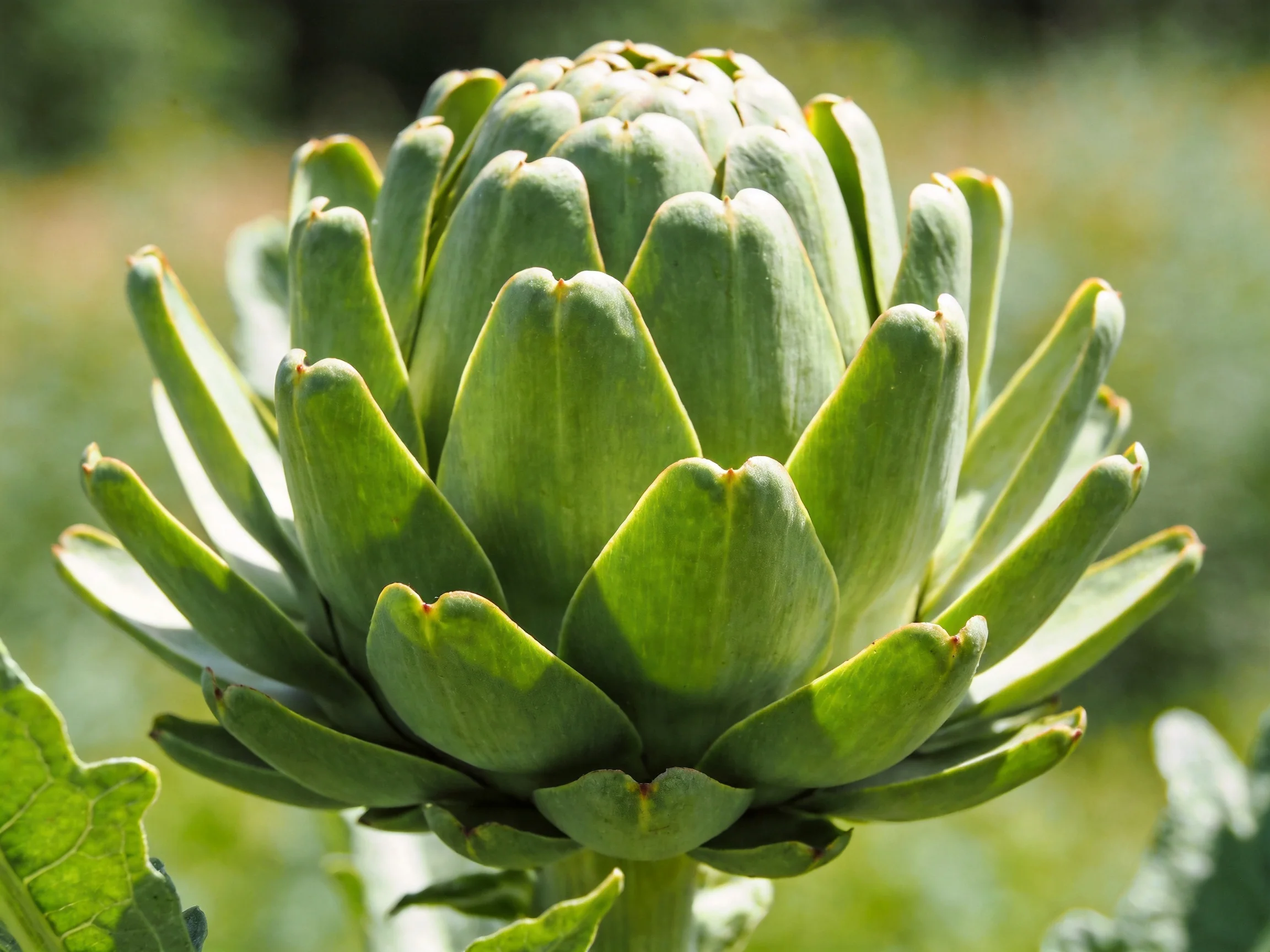 A Close-Up of a Fresh Green Artichoke Bud
