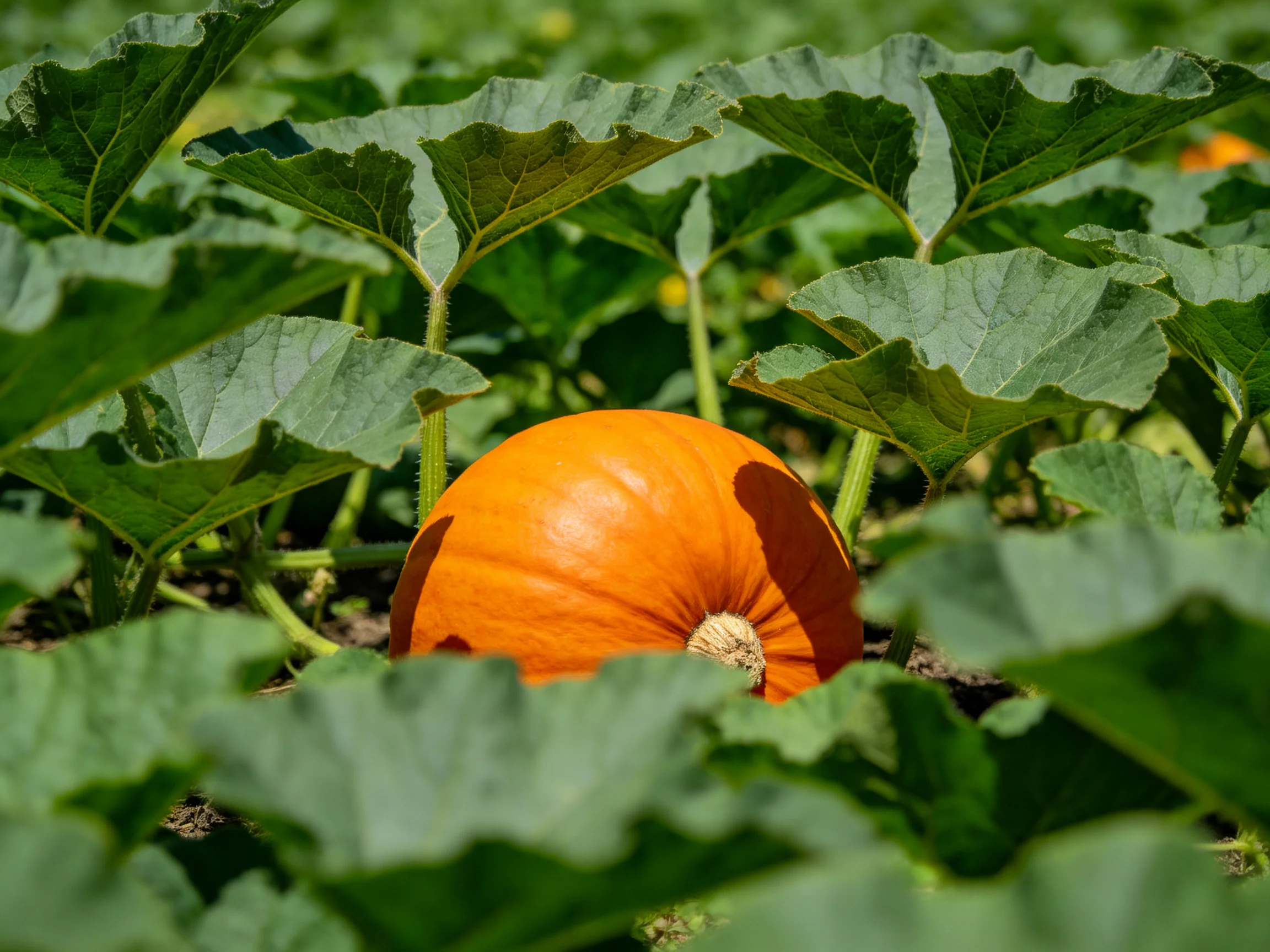 A bright orange pumpkin hidden among large green leaves