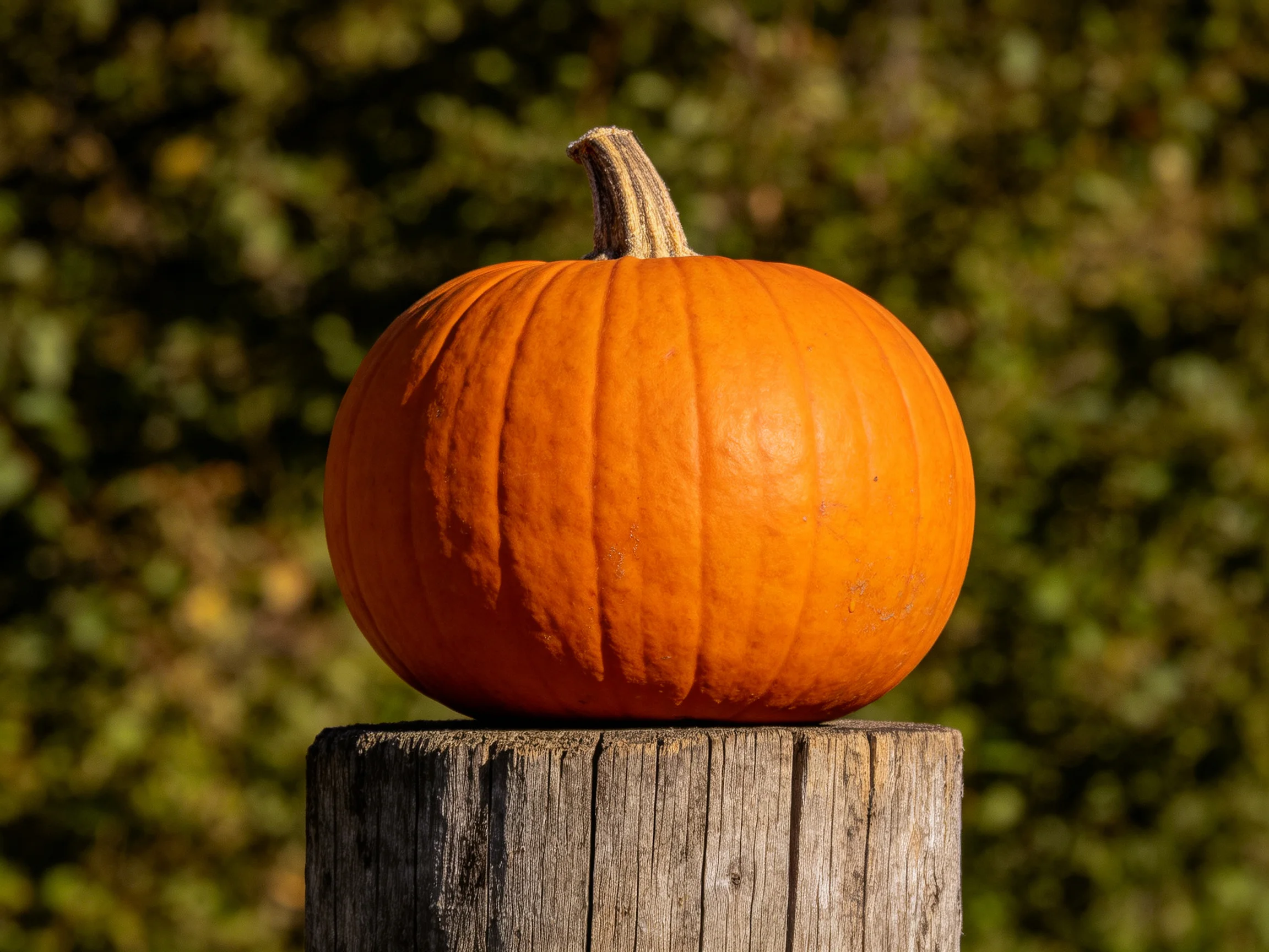 A bright orange pumpkin rests on a weathered wooden post with greenery in the background