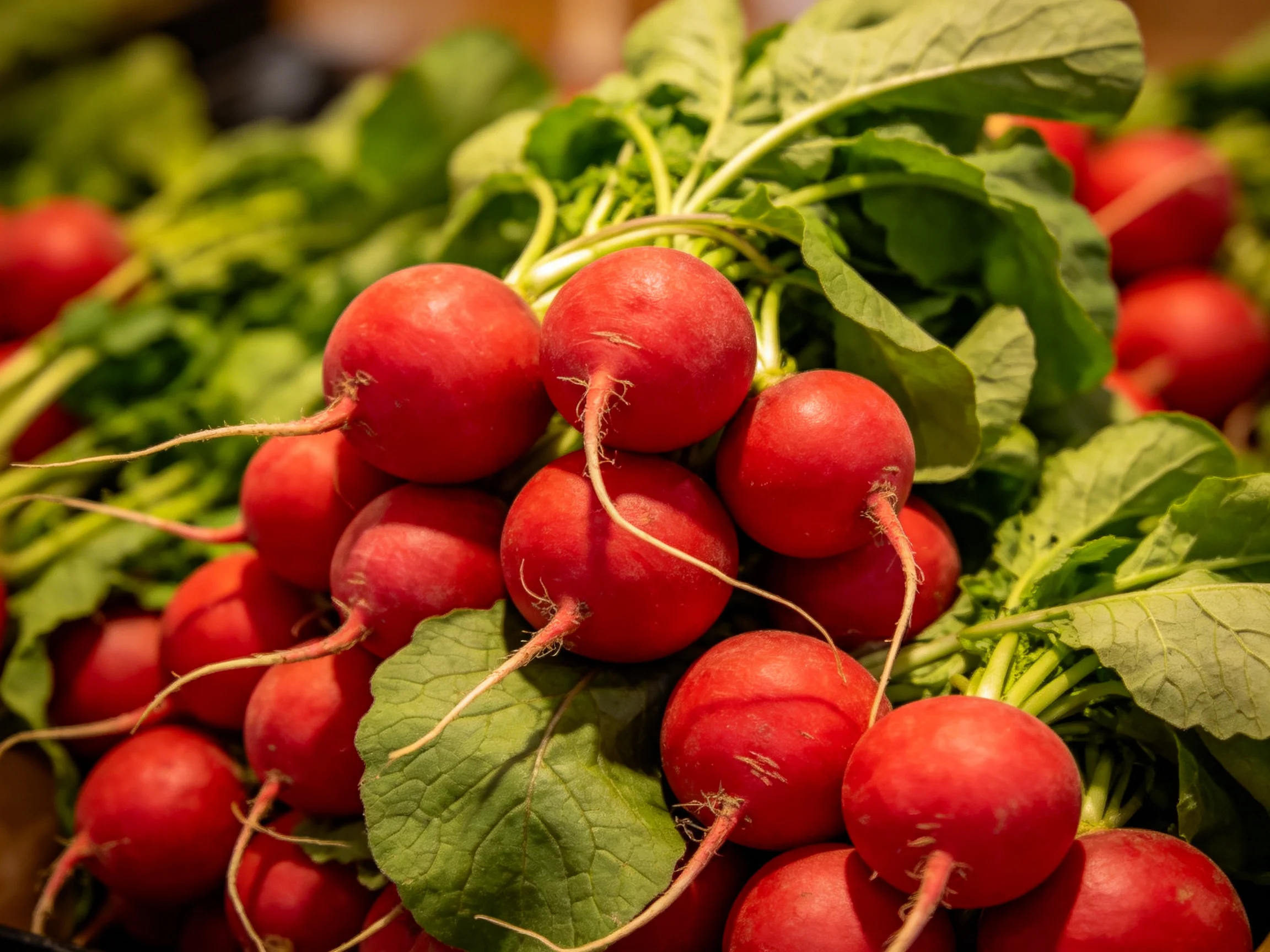 A bundle of vibrant red radishes with fresh green leaves displayed