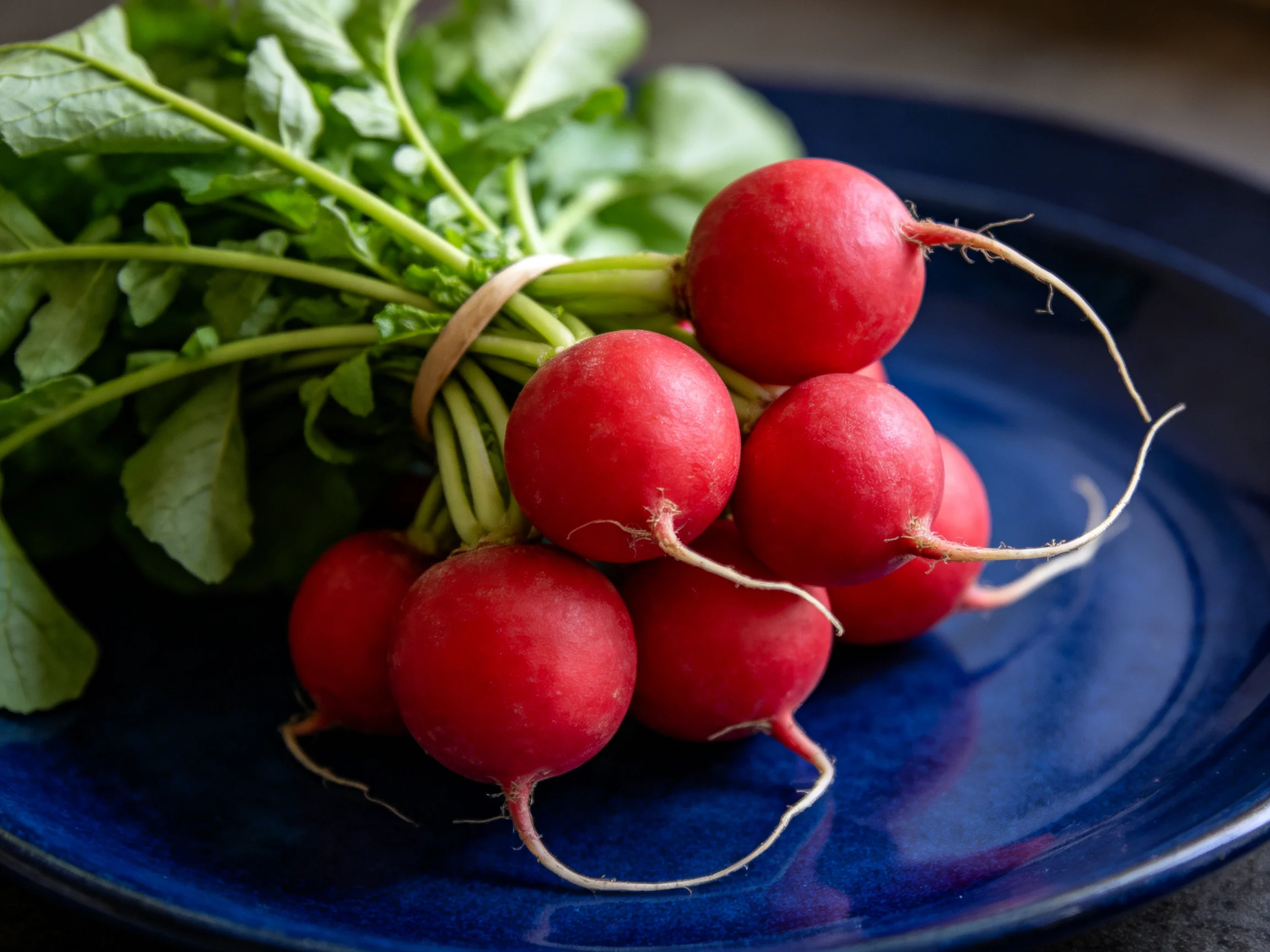A bundle of vibrant red radishes with fresh green leaves on a deep blue plate