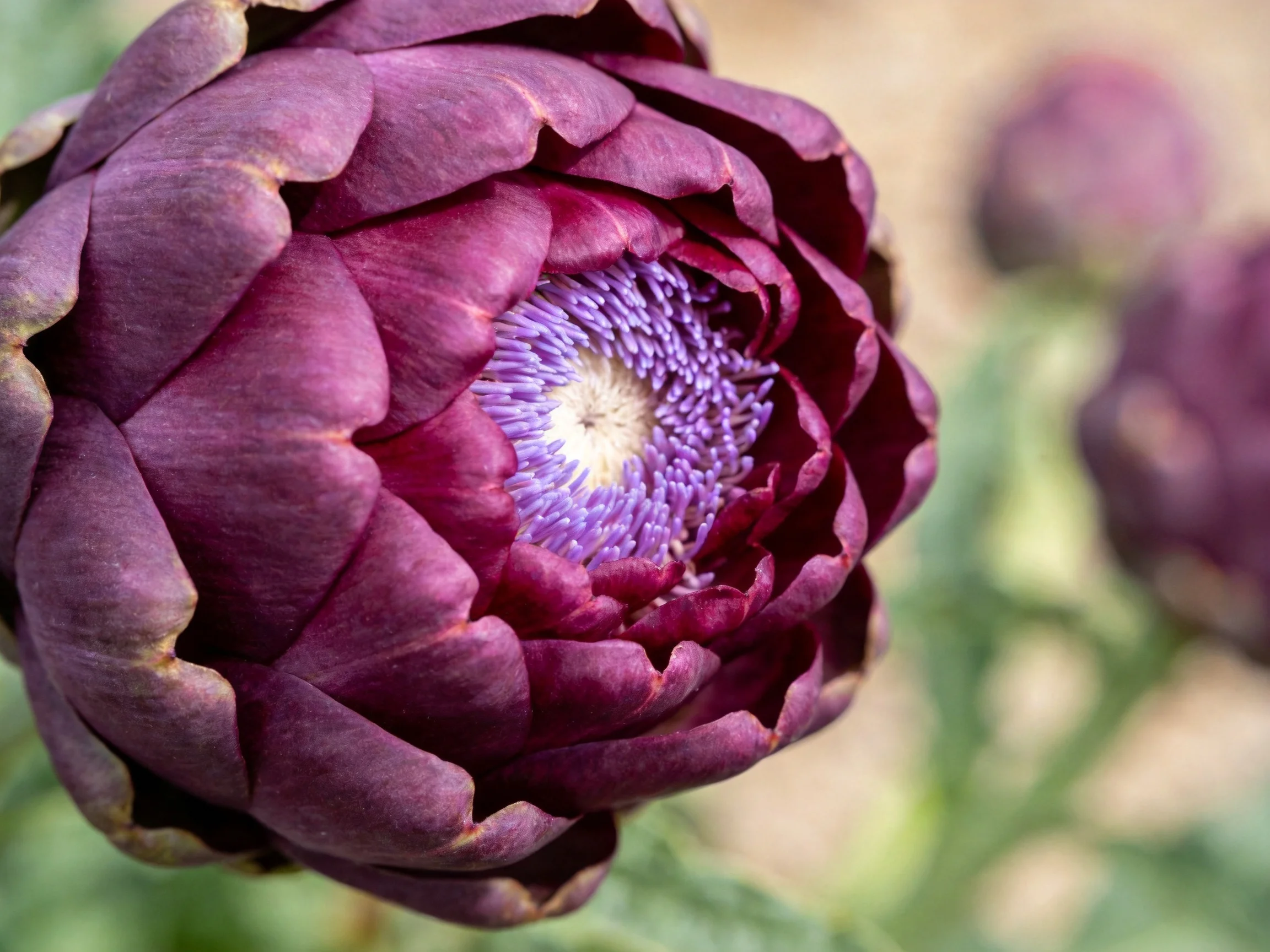 A close - up of a deep purple artichoke flower with a lavender center