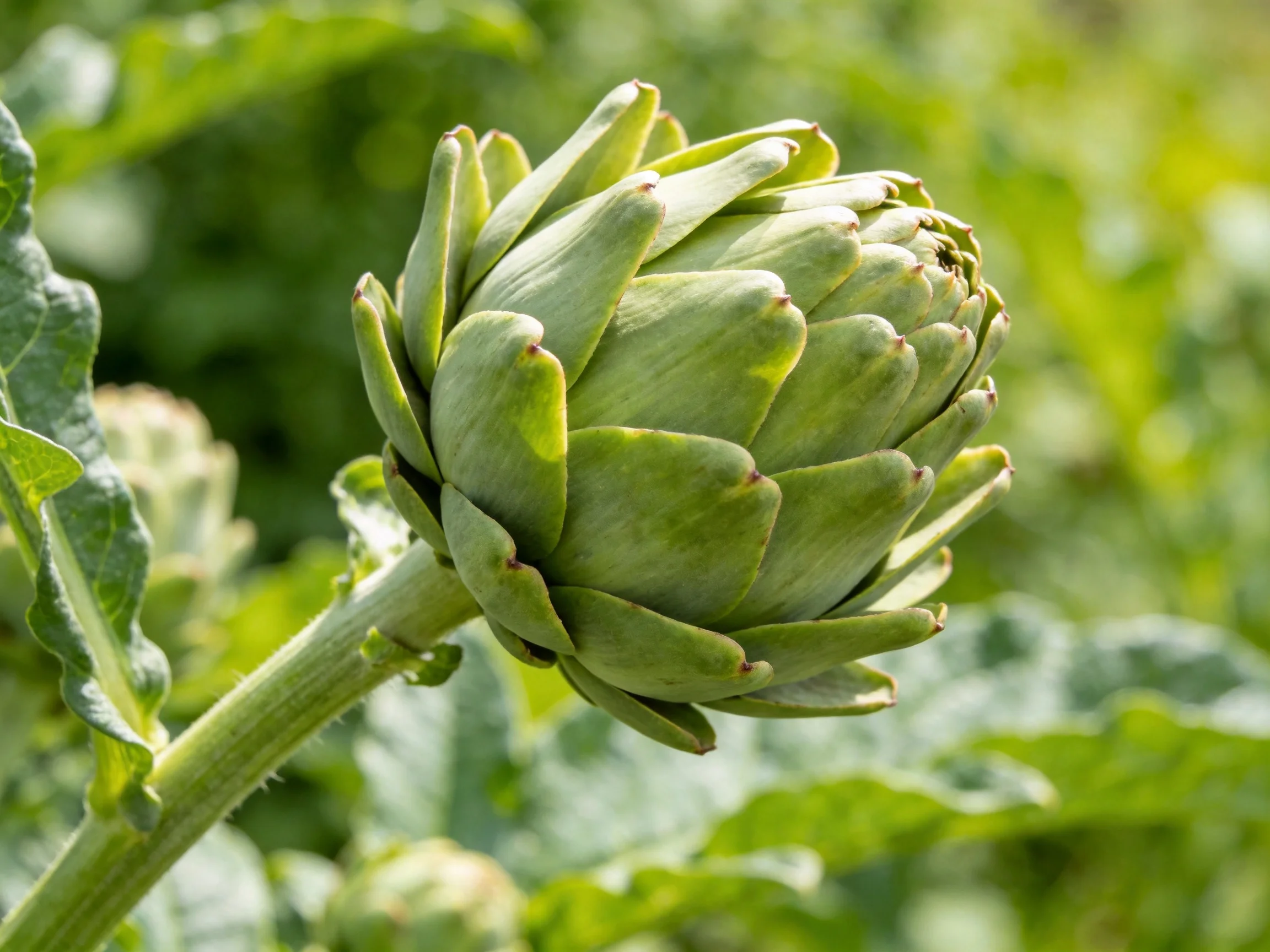 A close - up of a vibrant green artichoke bud in a lush garden