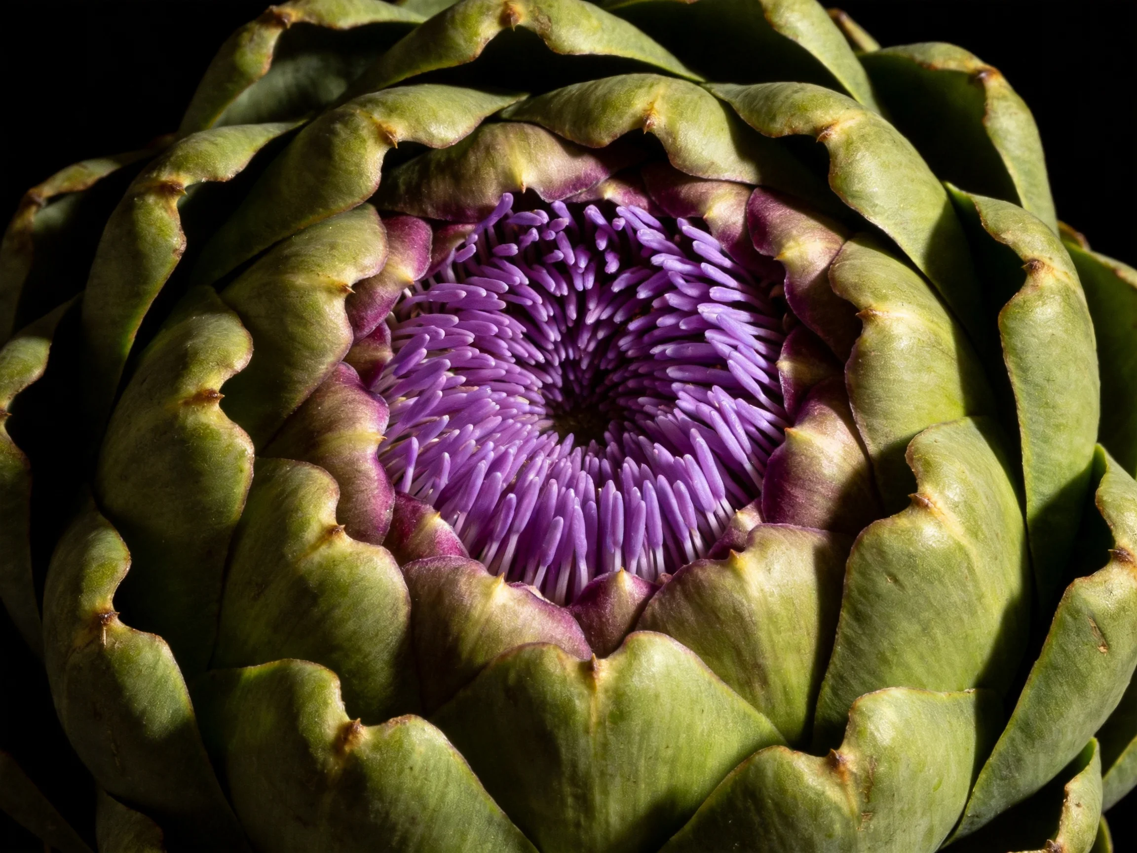 A close-up of a vibrant green artichoke with a deep purple central bloom