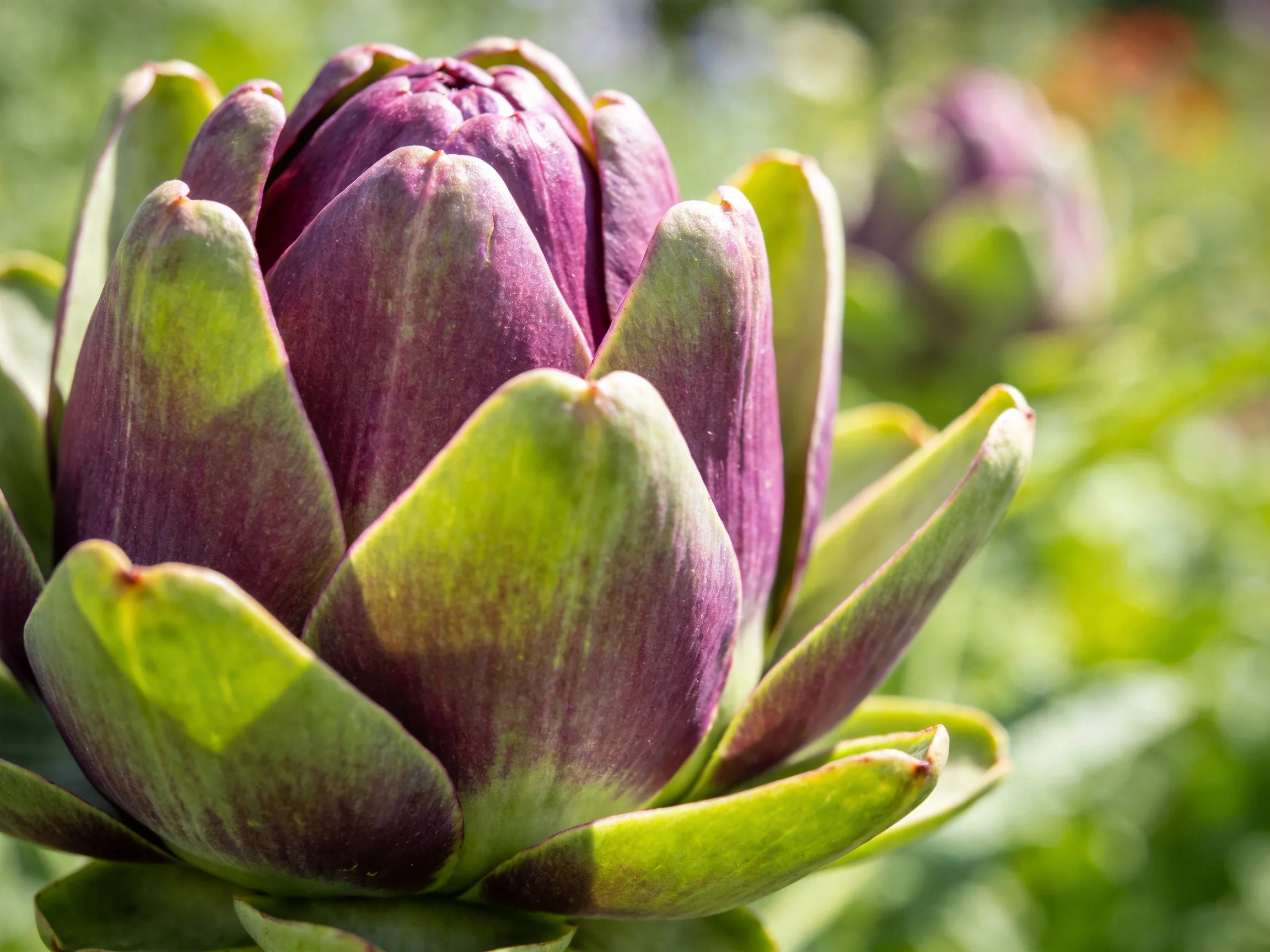 A close - up of a vibrant purple and green artichoke bud