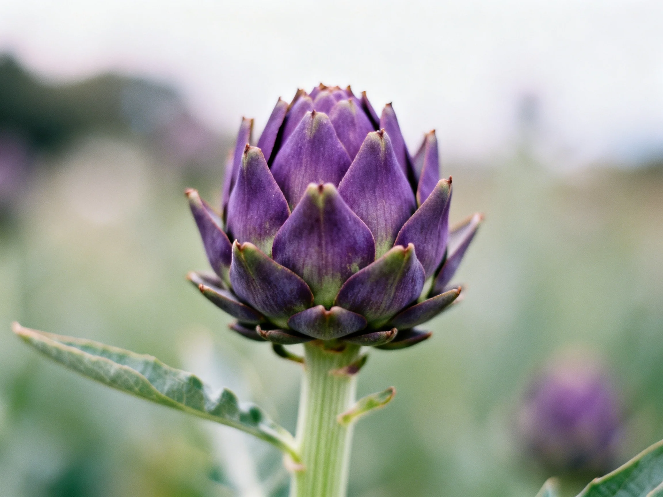 A close - up of a vibrant purple artichoke bud with green foliage
