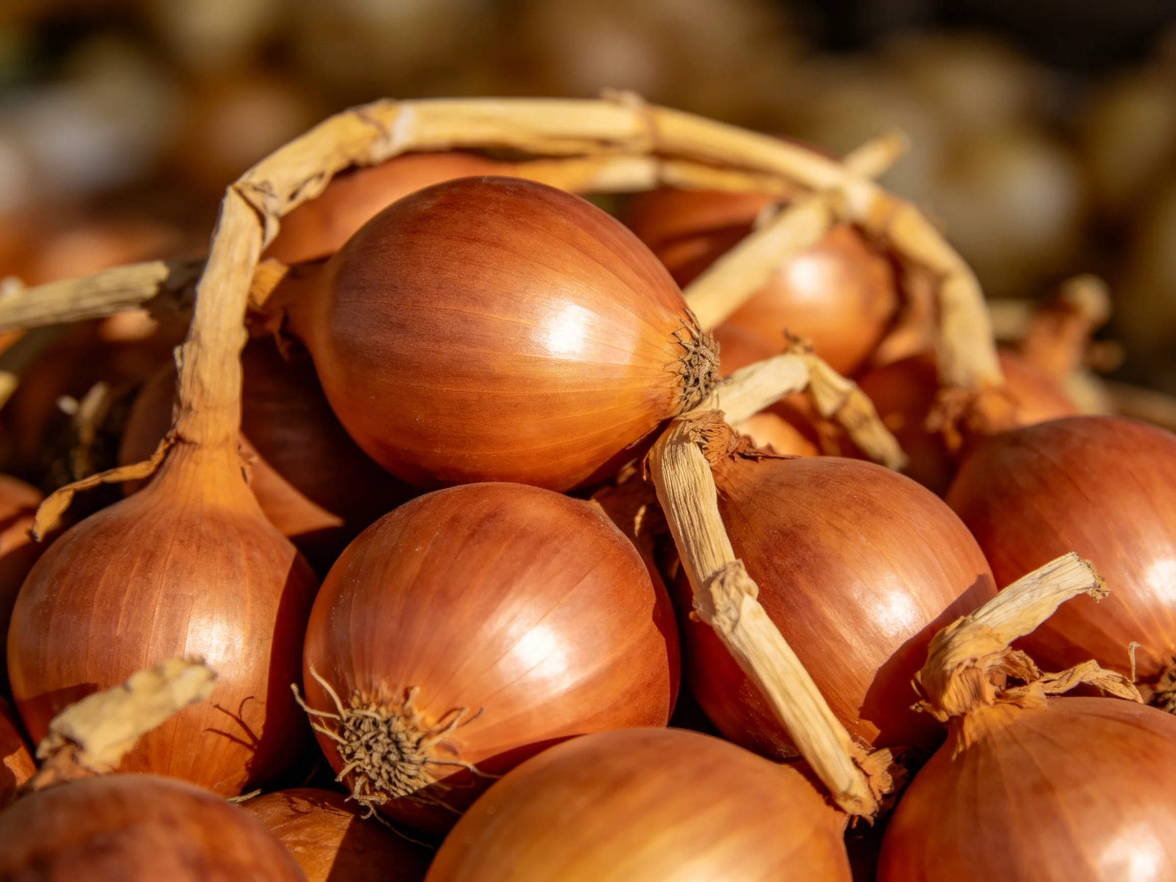 A cluster of golden-brown onions with dried stems bundled together