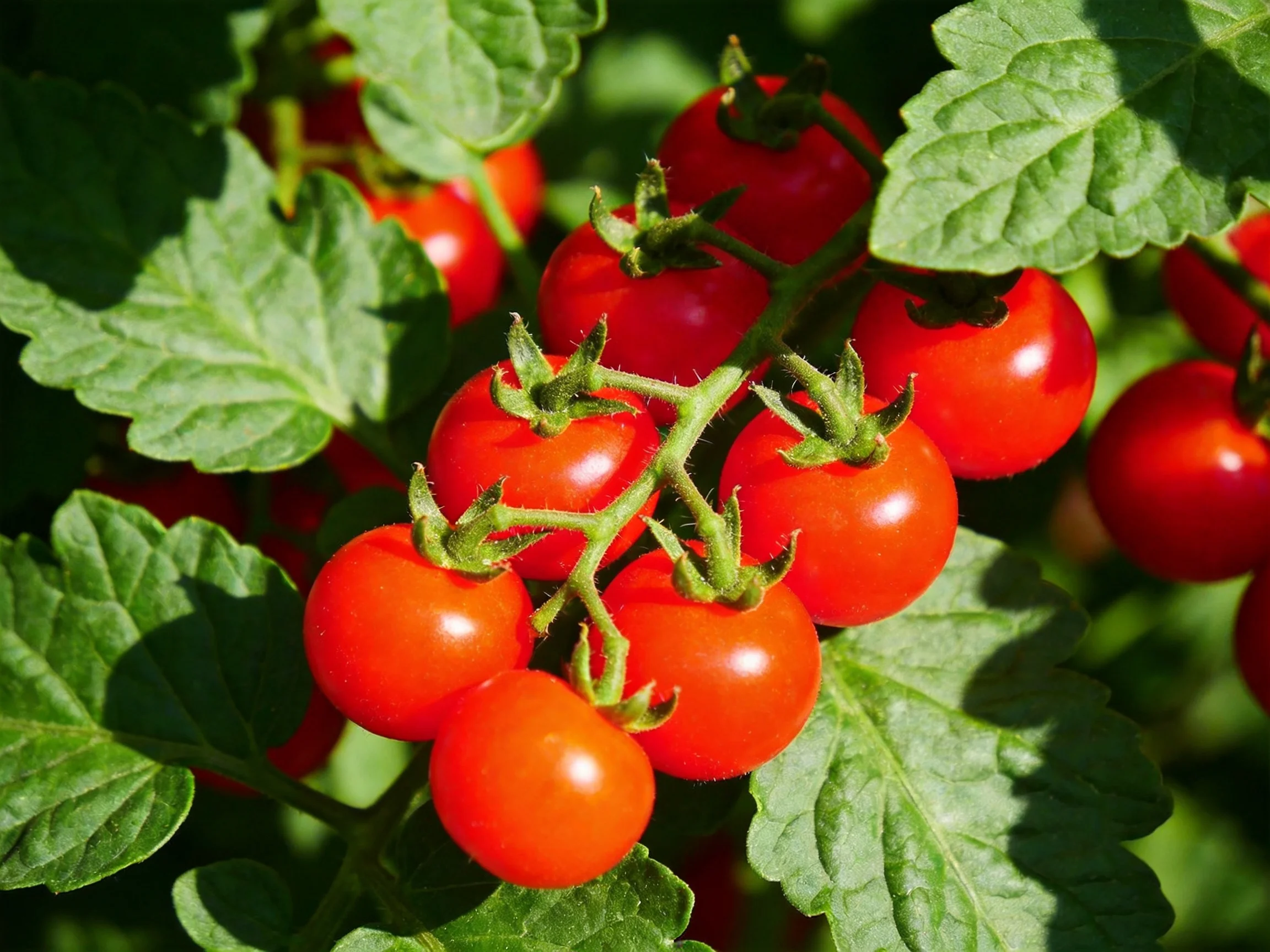 A cluster of vibrant red cherry tomatoes growing among lush green foliage
