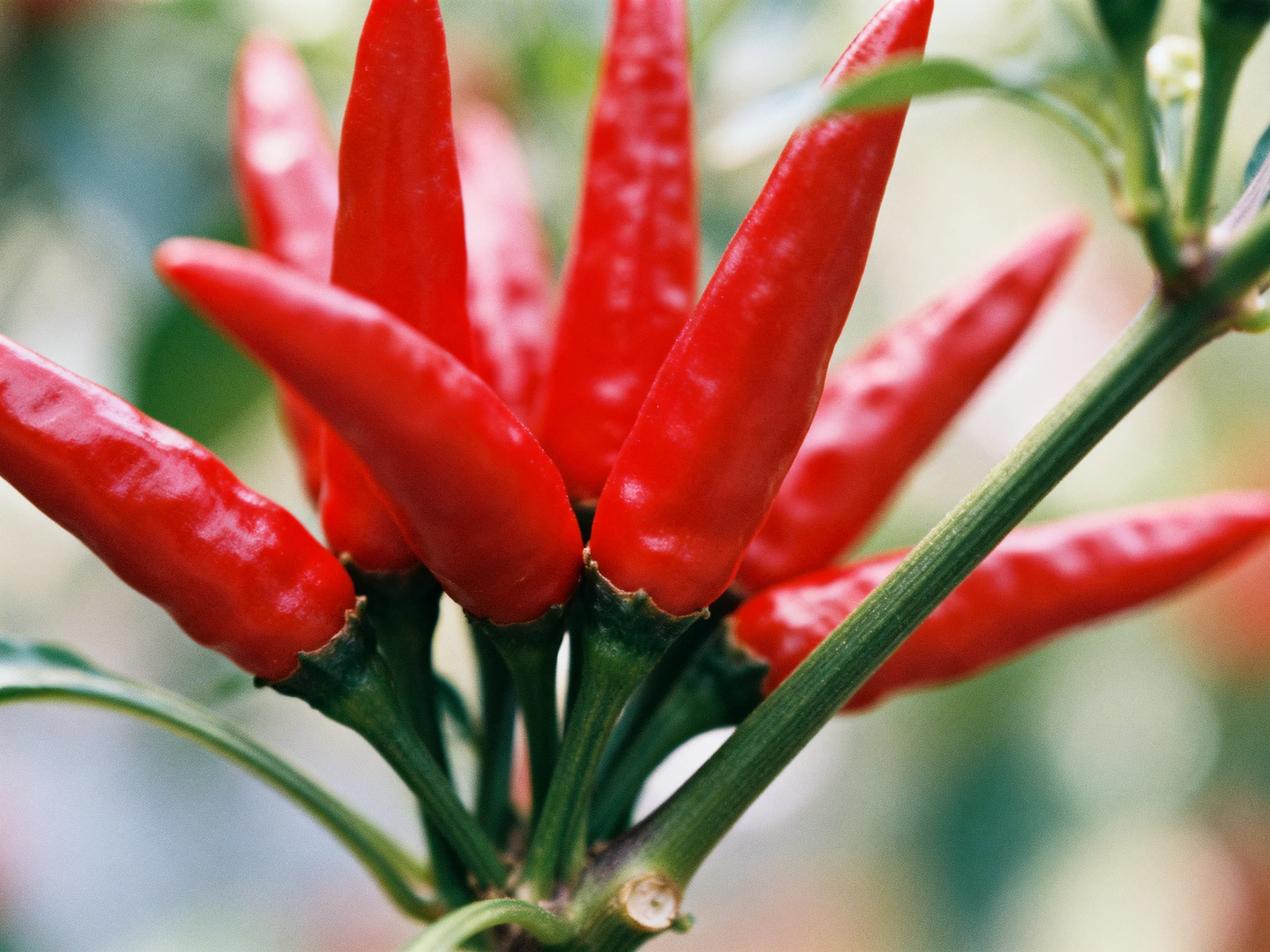 A cluster of vibrant red chili peppers growing on a green stem
