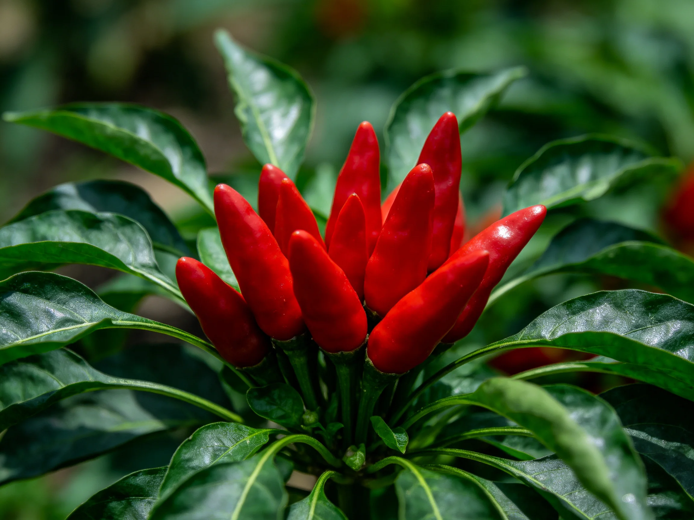 A cluster of vibrant red chili peppers surrounded by glossy green leaves
