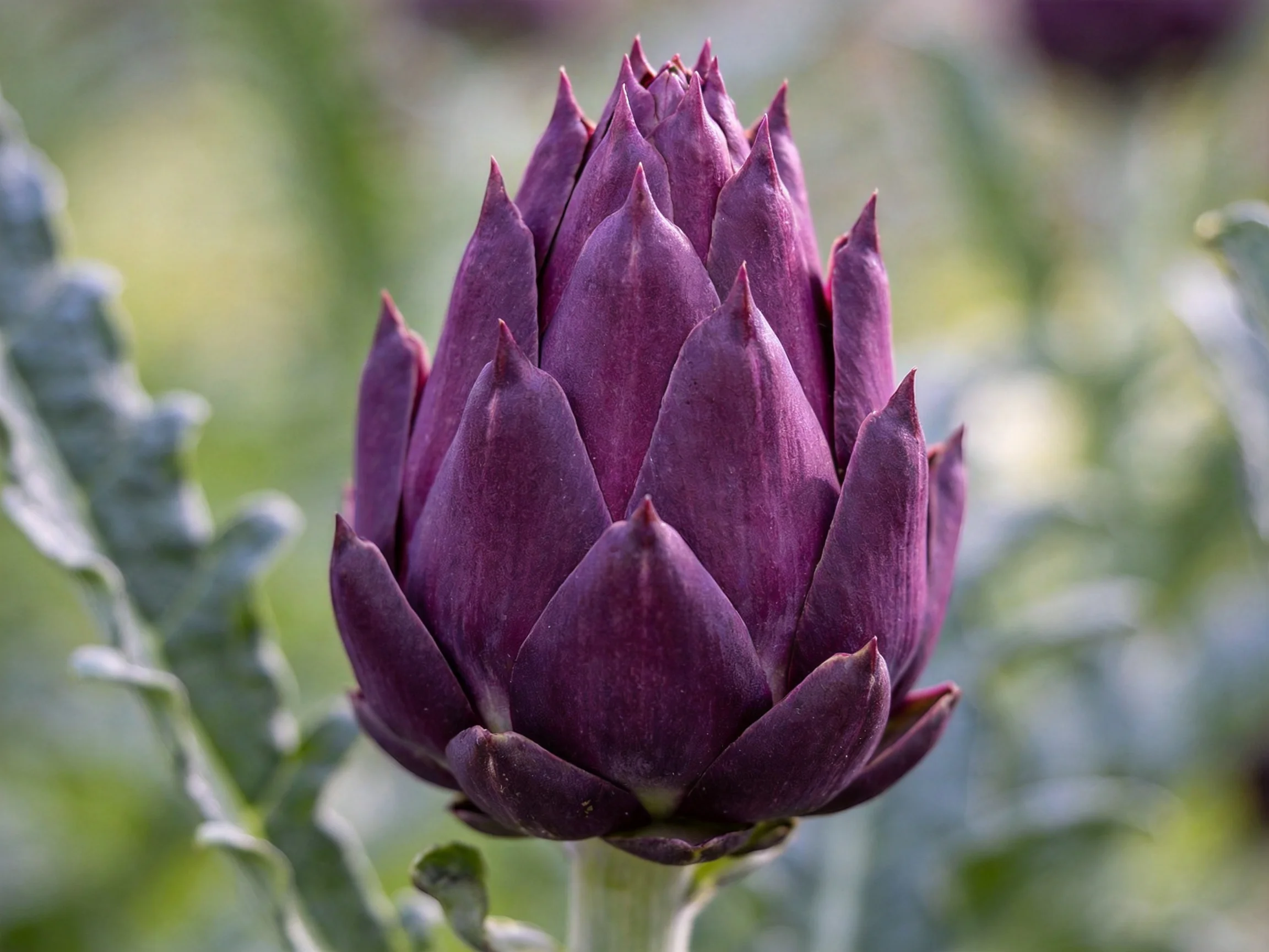 A deep purple artichoke bud surrounded by soft green foliage