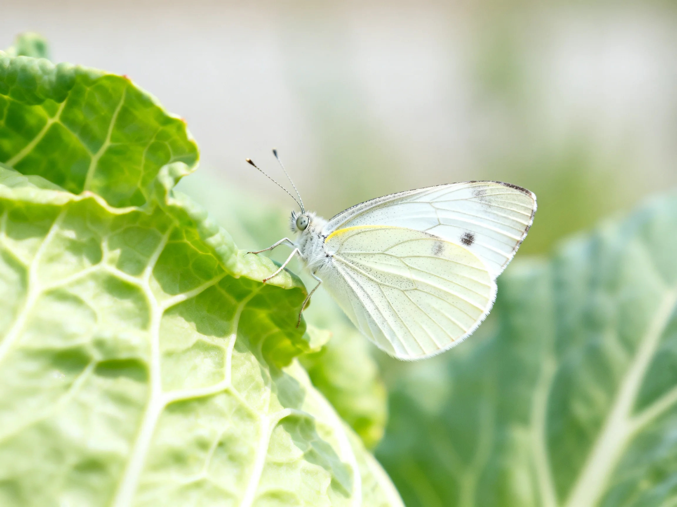 A delicate white butterfly rests on broad green leaves