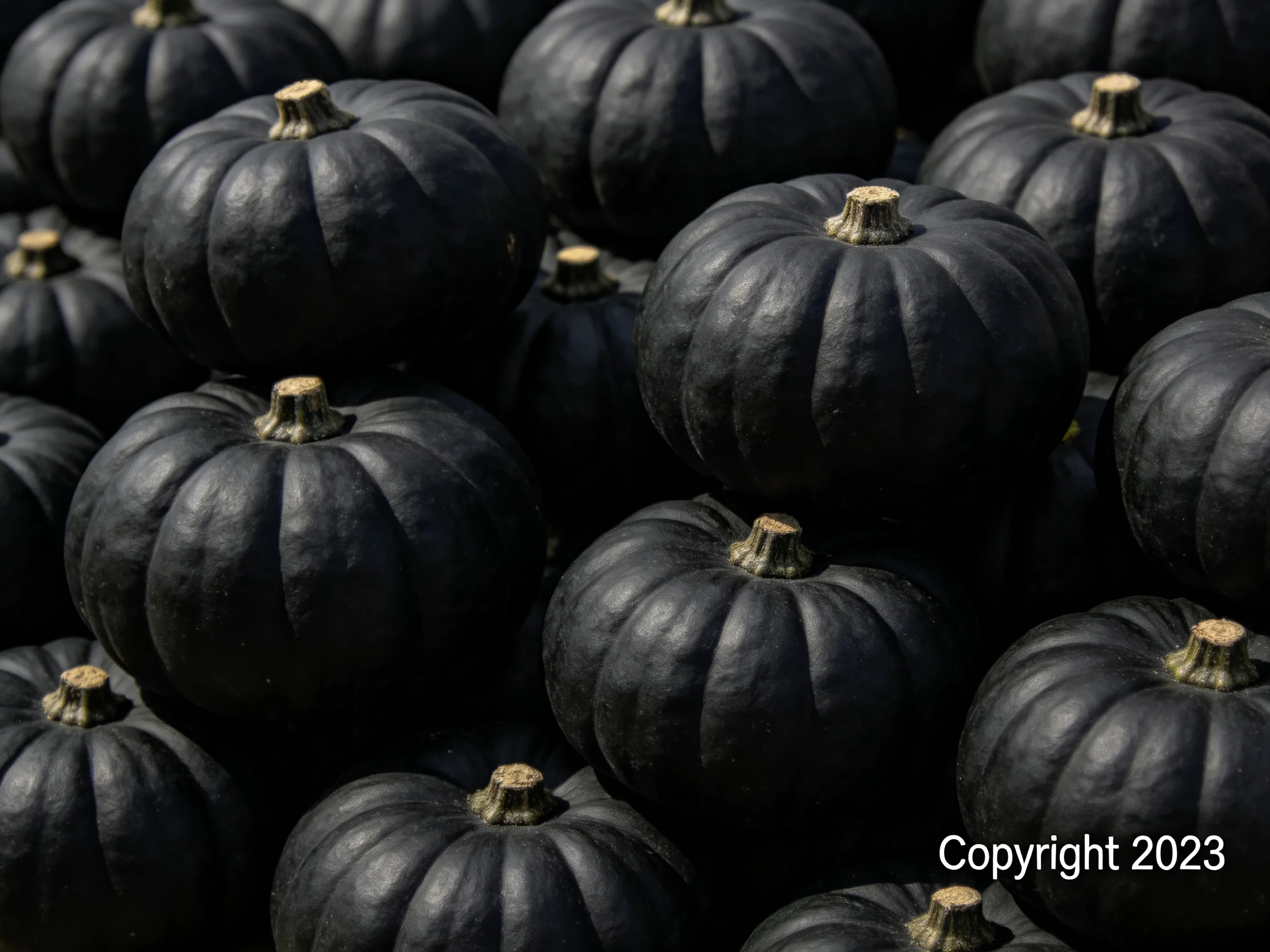 A dense arrangement of glossy black pumpkins with golden stems