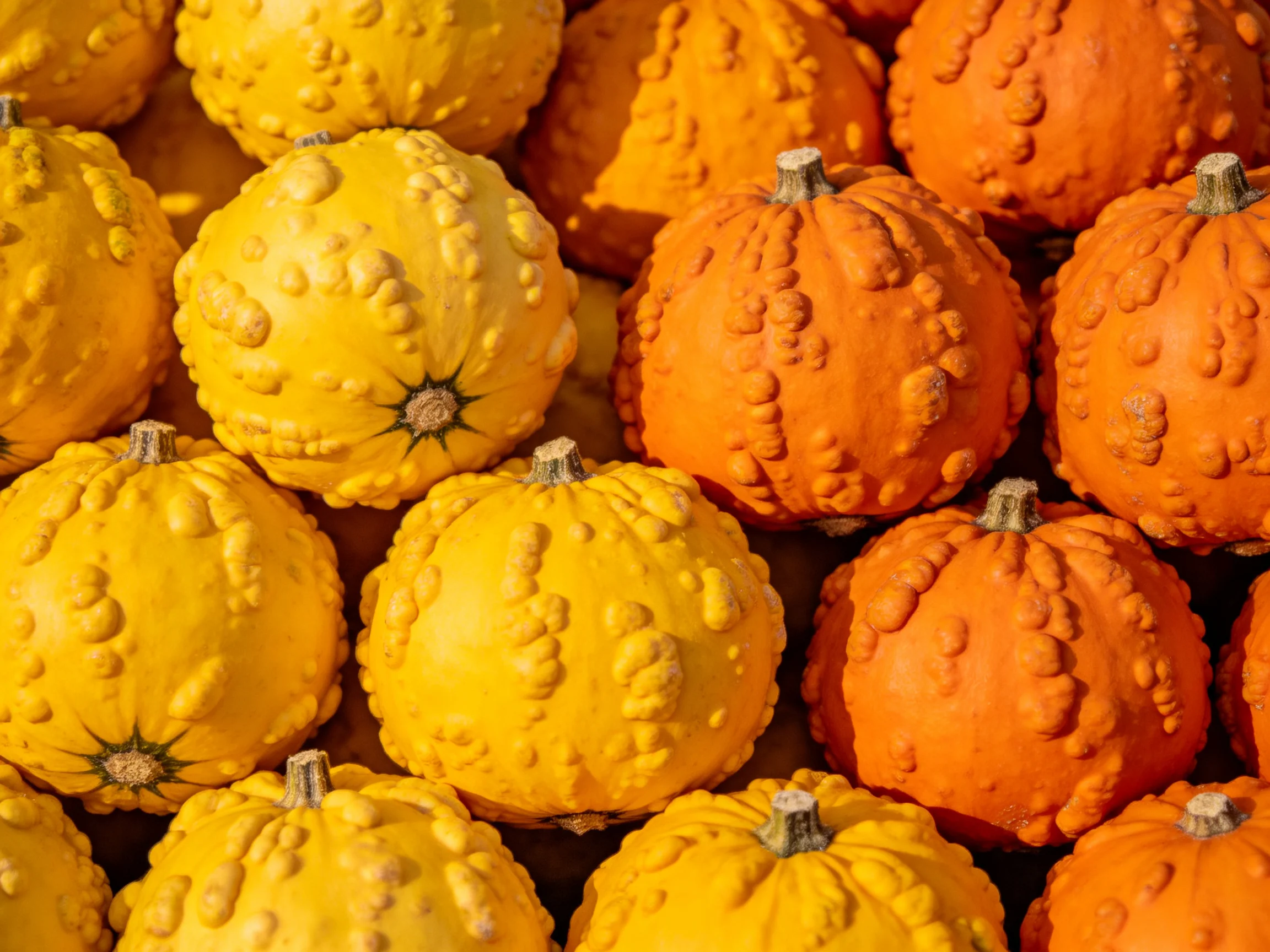 A dense cluster of bumpy yellow and orange gourds