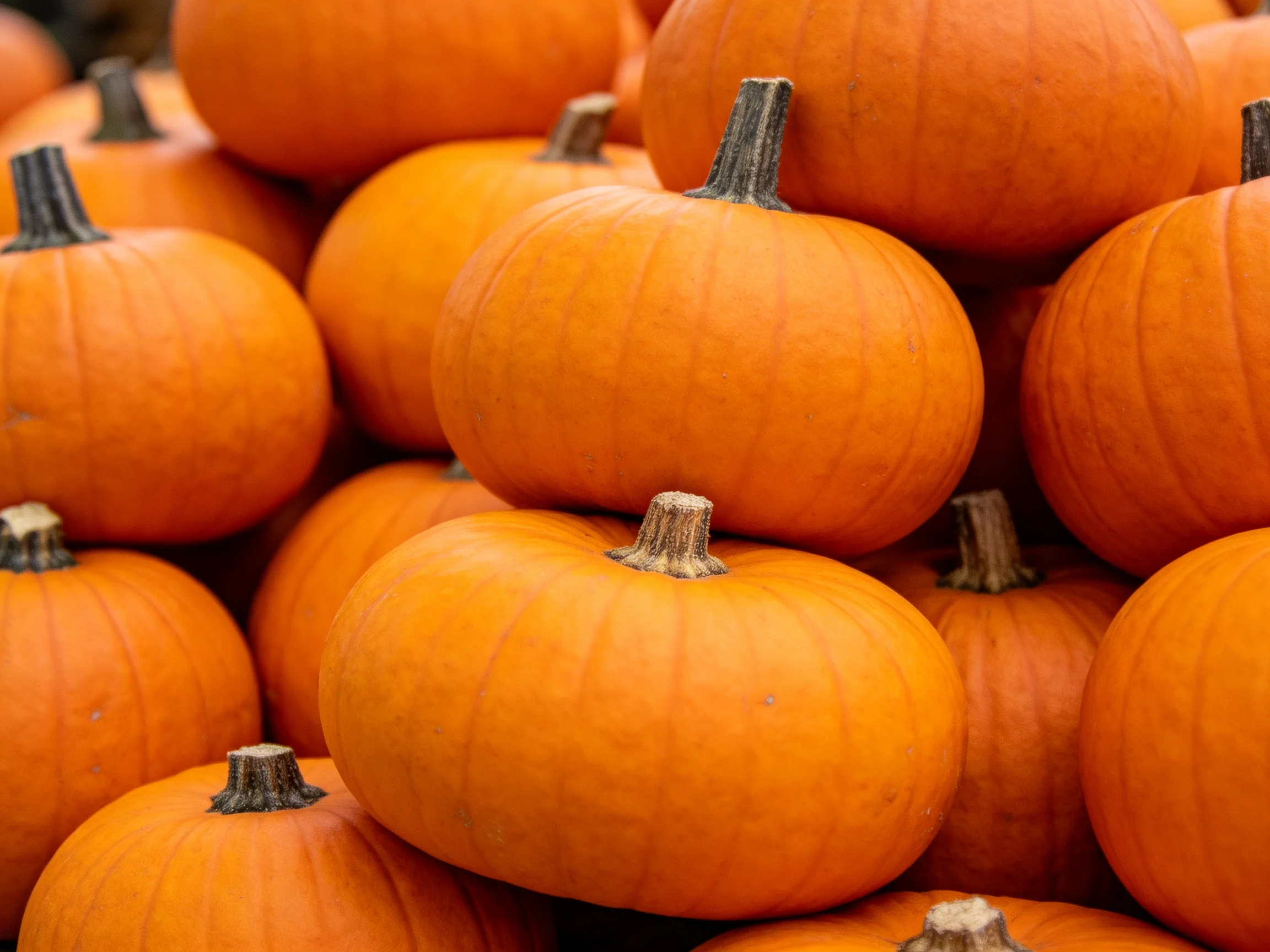 A dense collection of bright orange pumpkins with varied stems