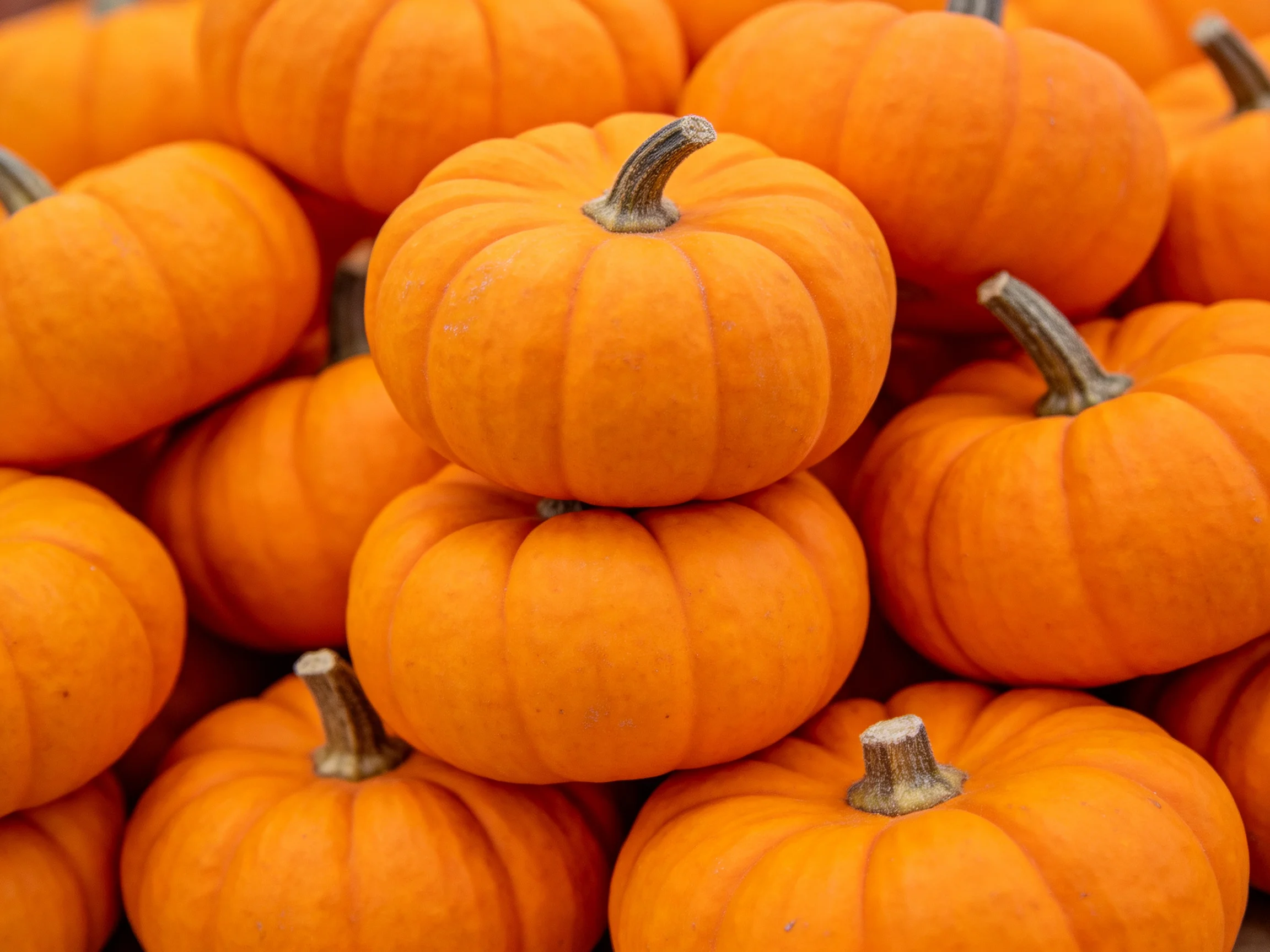 A dense stack of small bright orange pumpkins