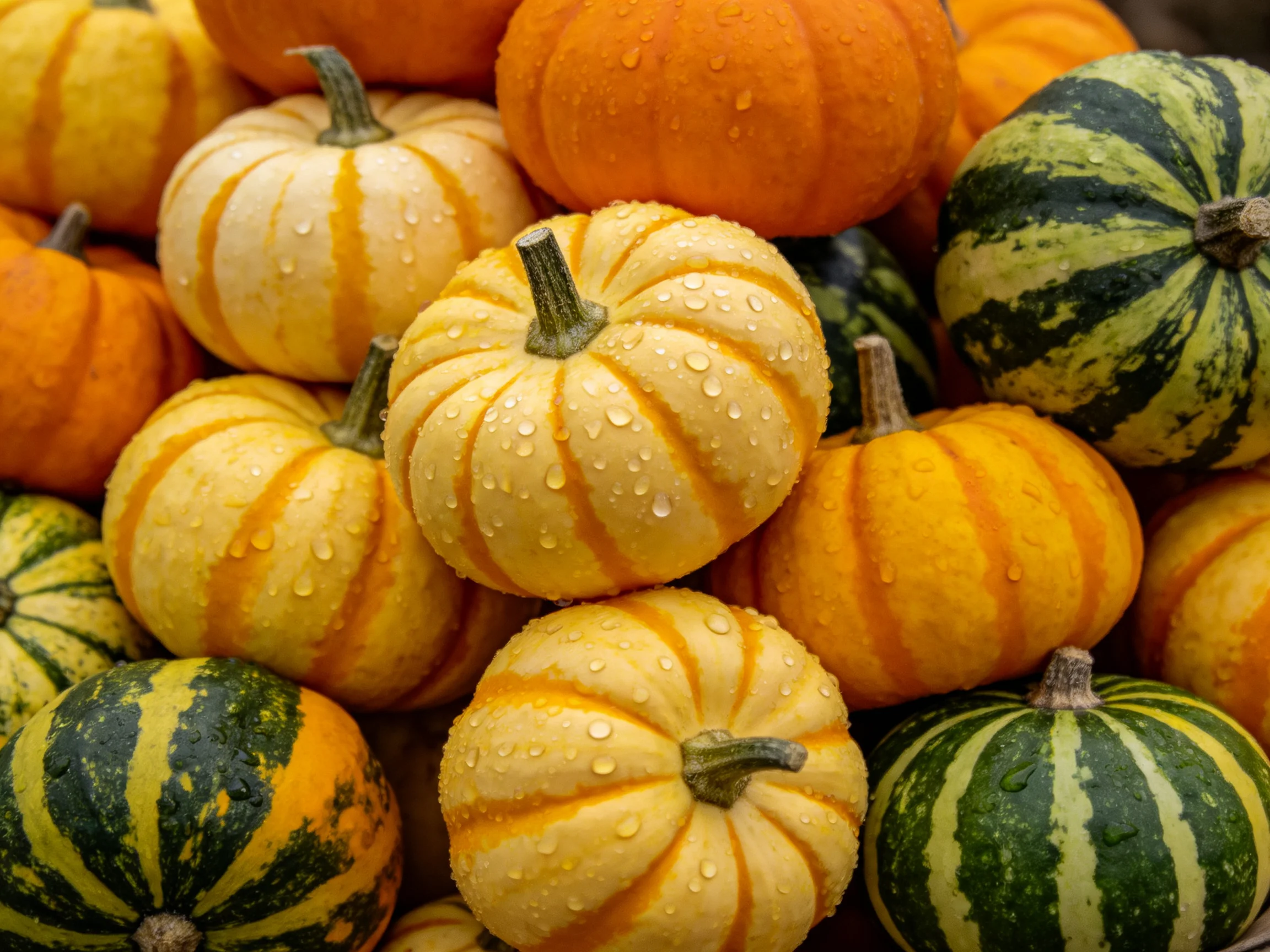 A diverse collection of small pumpkins and striped gourds with water droplets