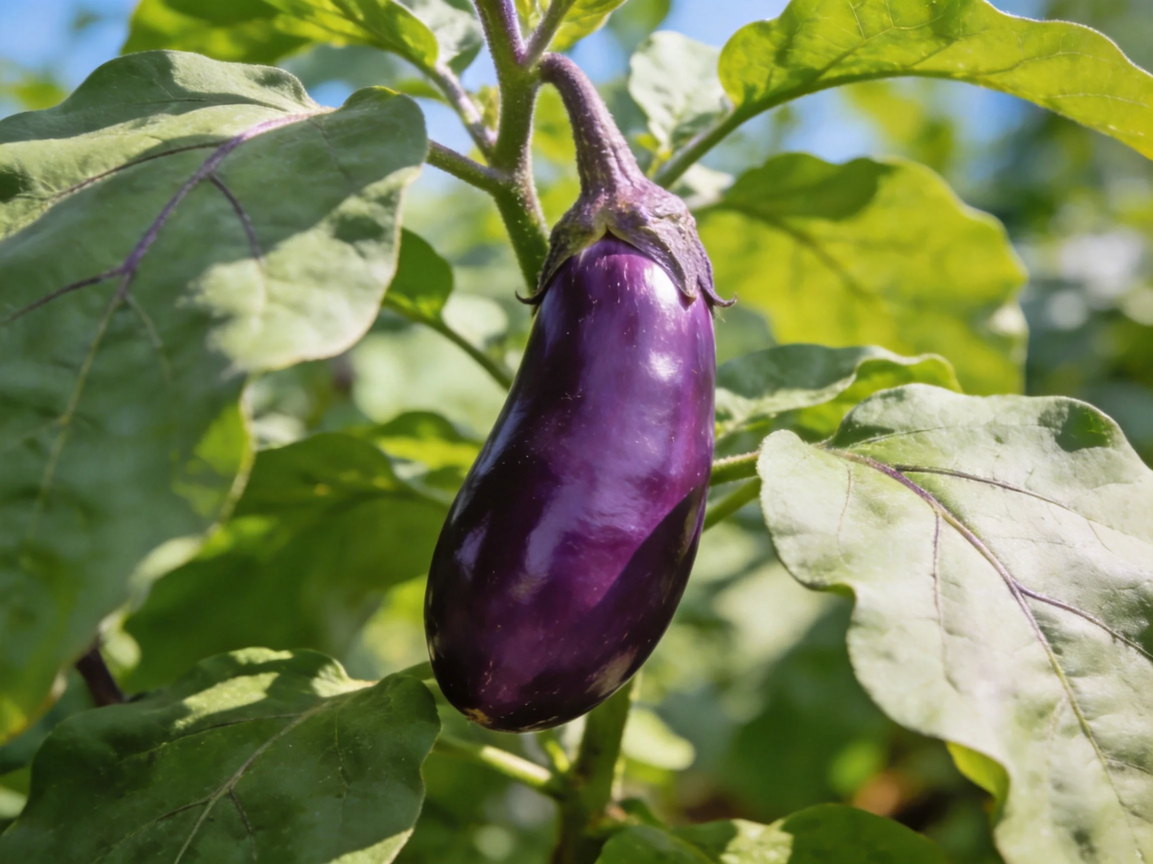 A glossy purple eggplant hangs from a leafy plant with broad green leaves