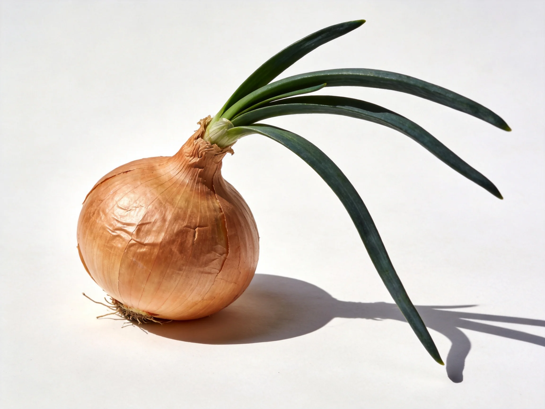 A golden-brown onion with long dark-green sprouts against a plain white background