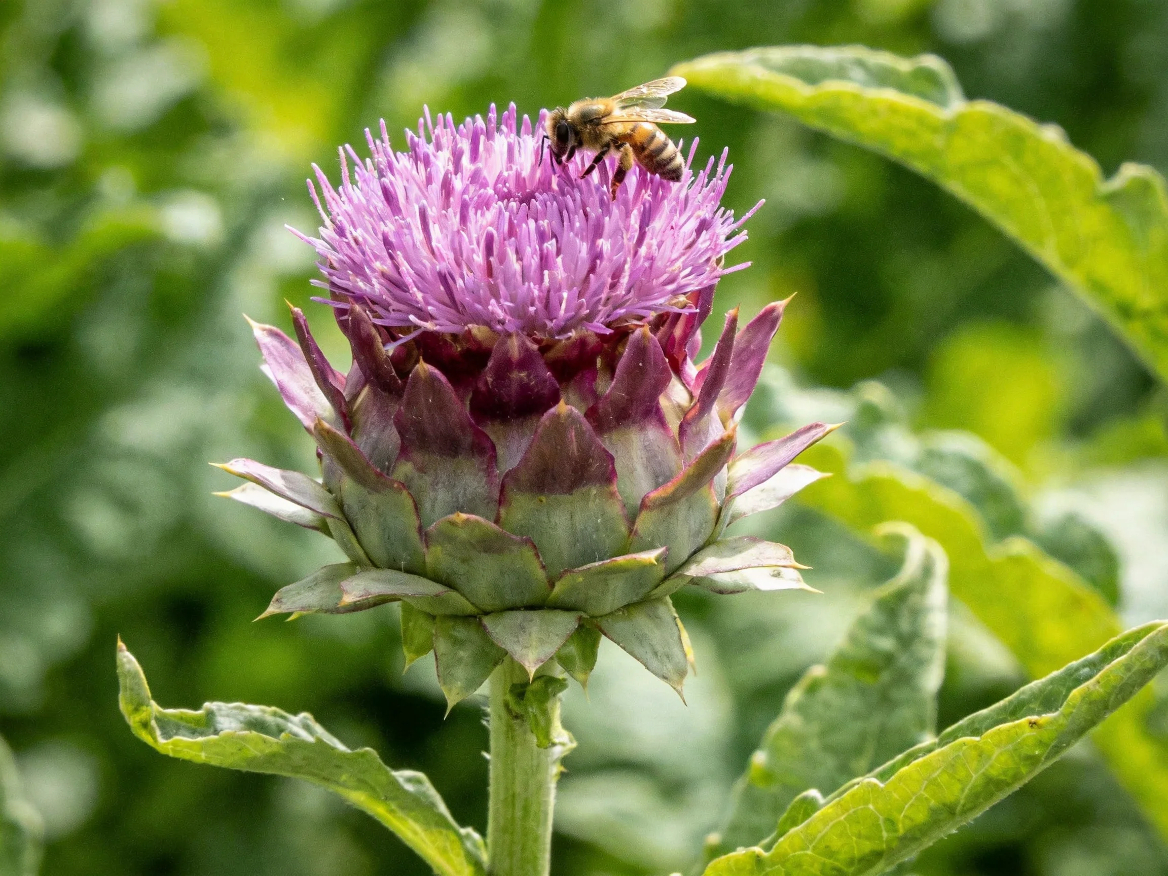 A honeybee collecting nectar from a vibrant purple thistle bloom