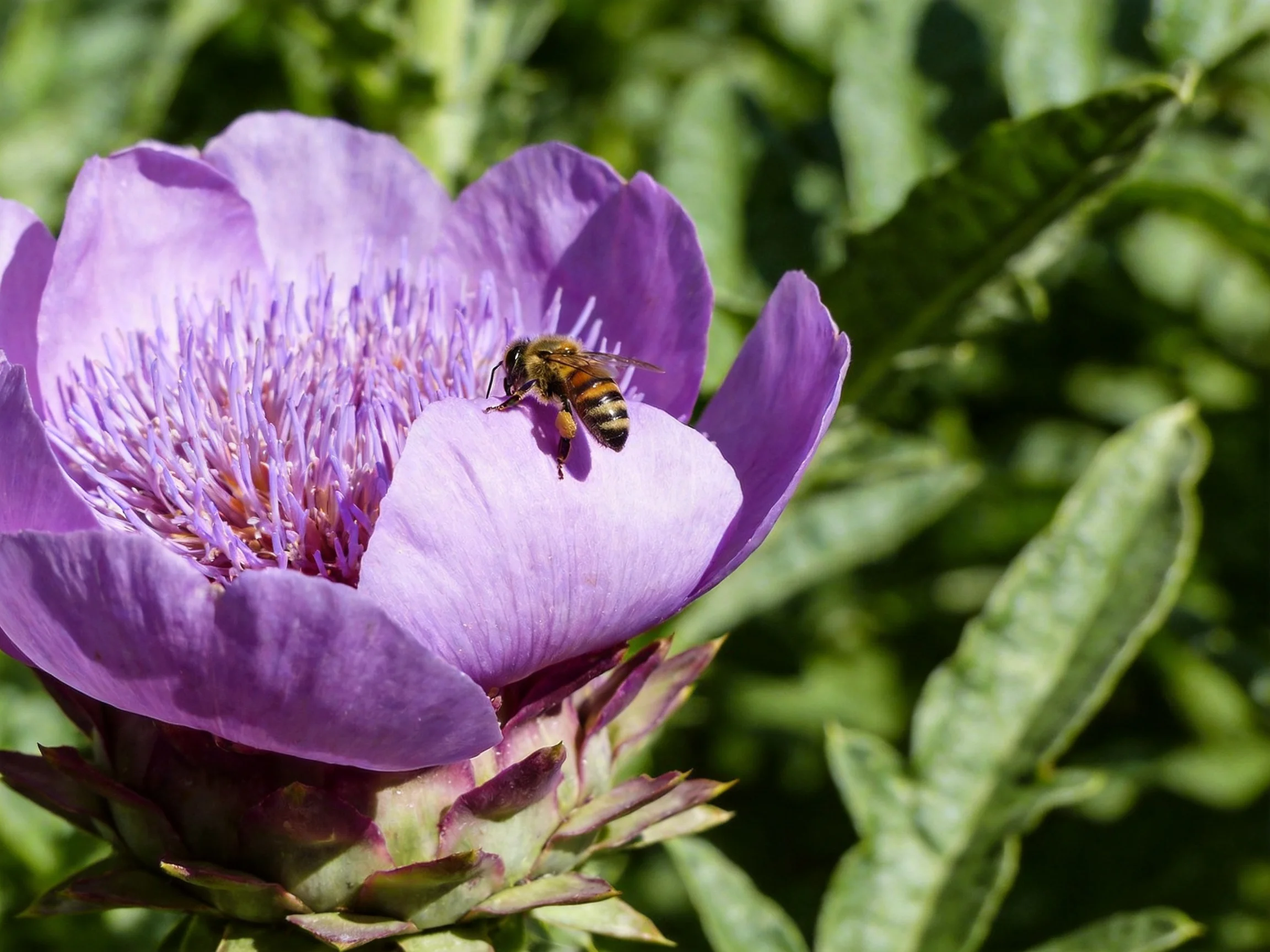 A honeybee on a large purple flower with green foliage