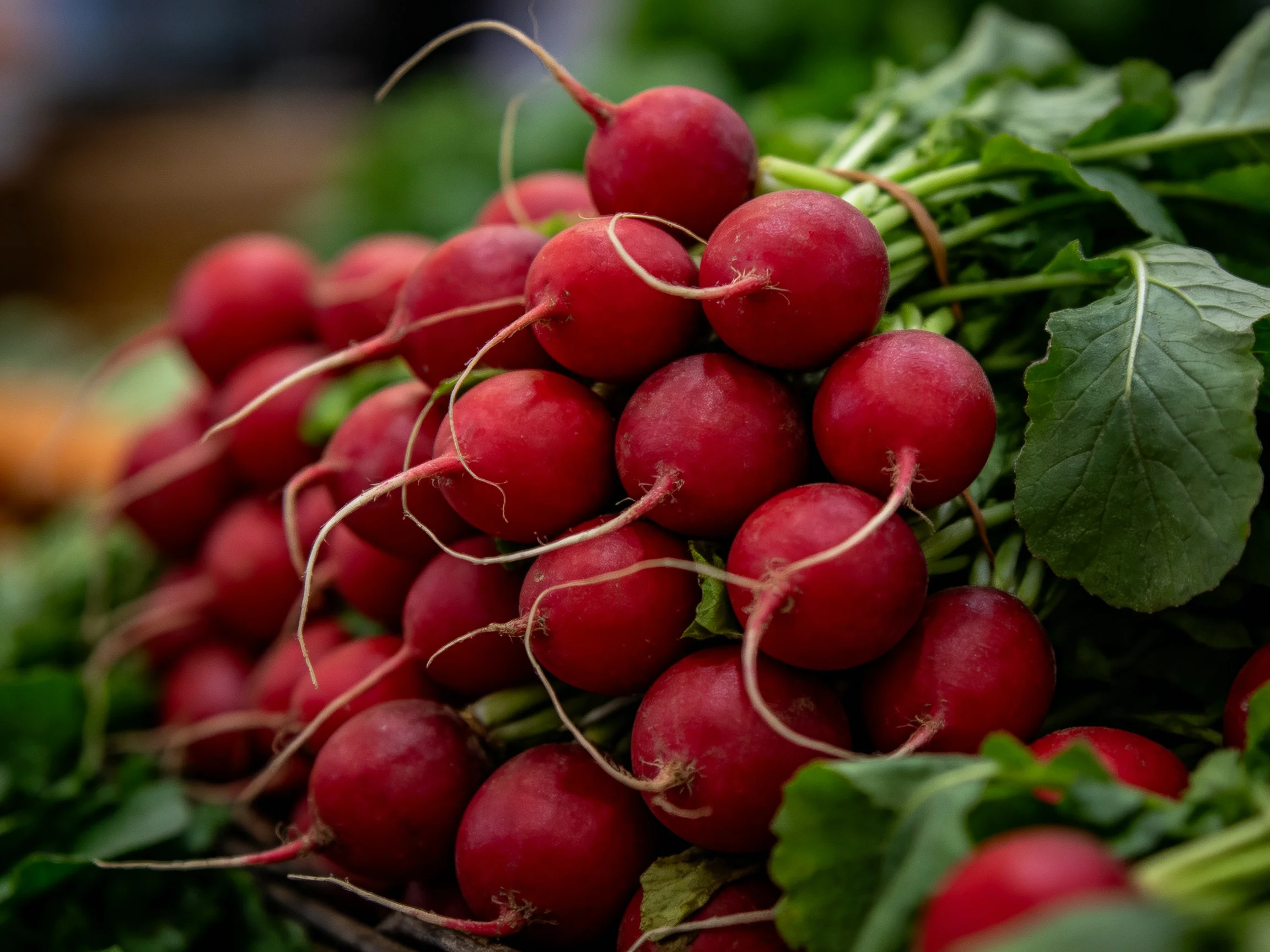 A large bundle of bright red radishes with green leafy tops
