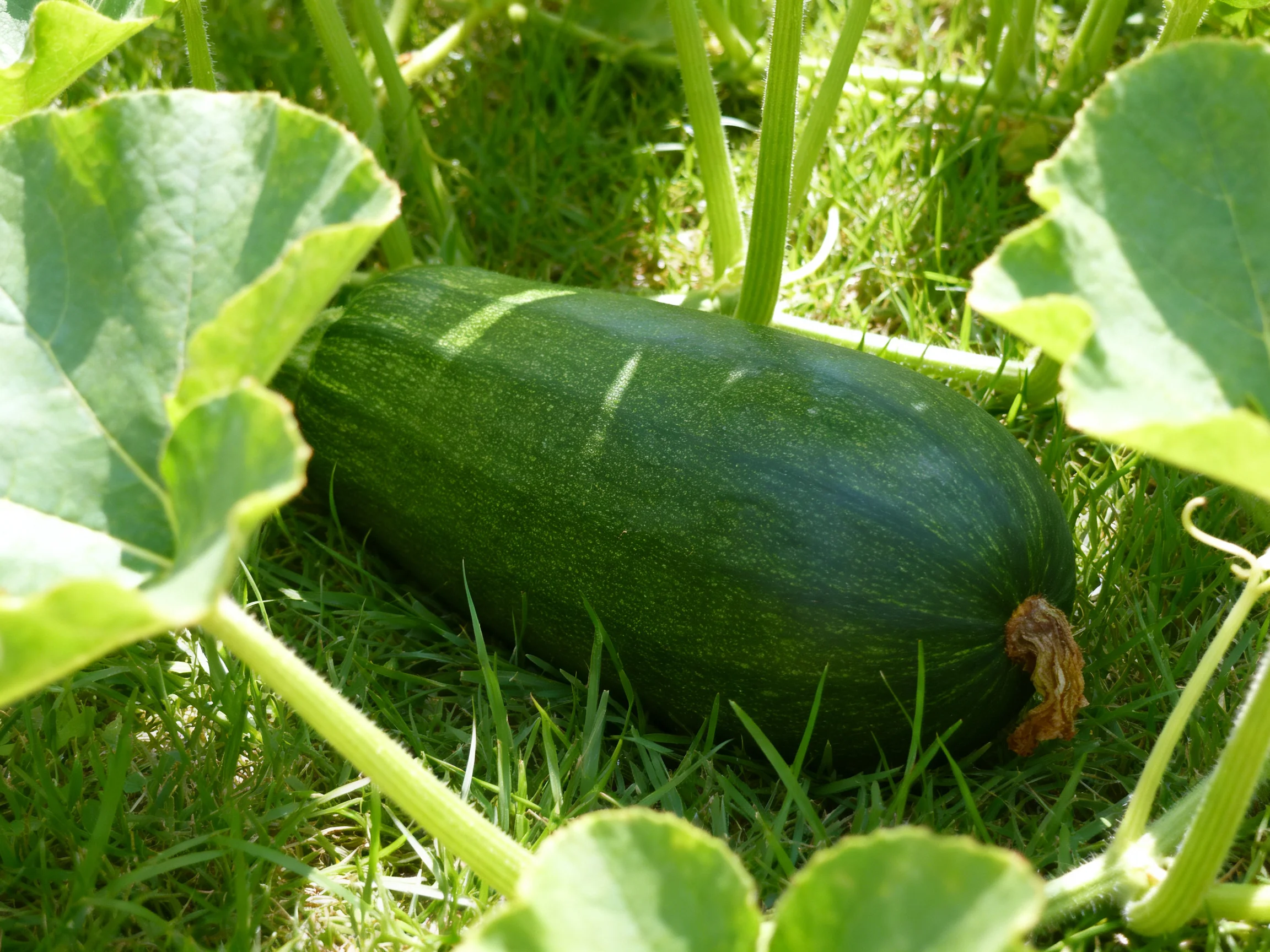 A large dark green squash nestled among broad green leaves and grass