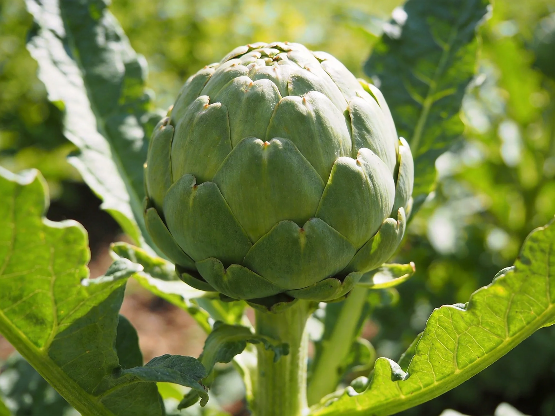 A large green artichoke surrounded by broad leafy plants