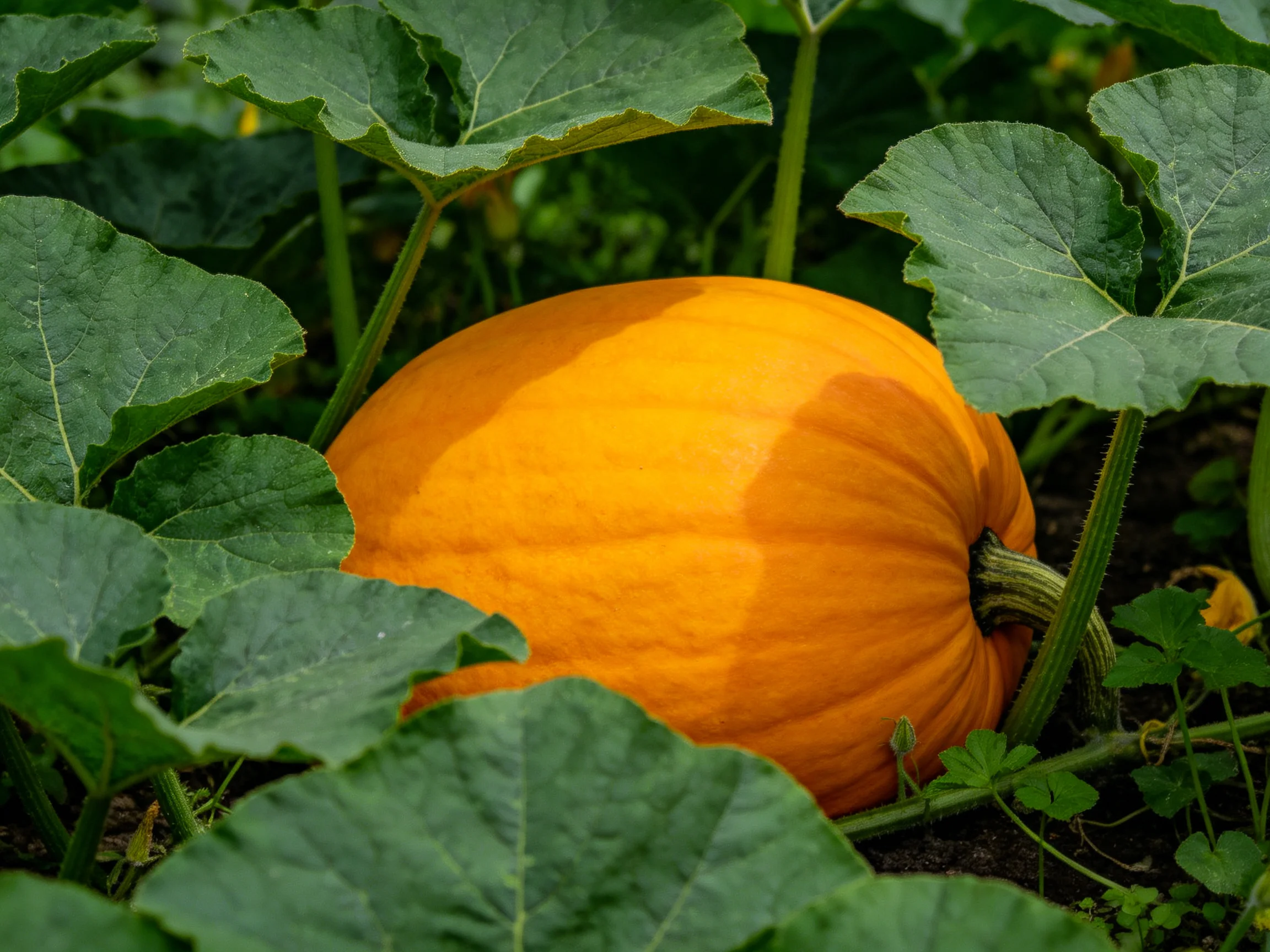 A large orange pumpkin nestled among broad green leaves