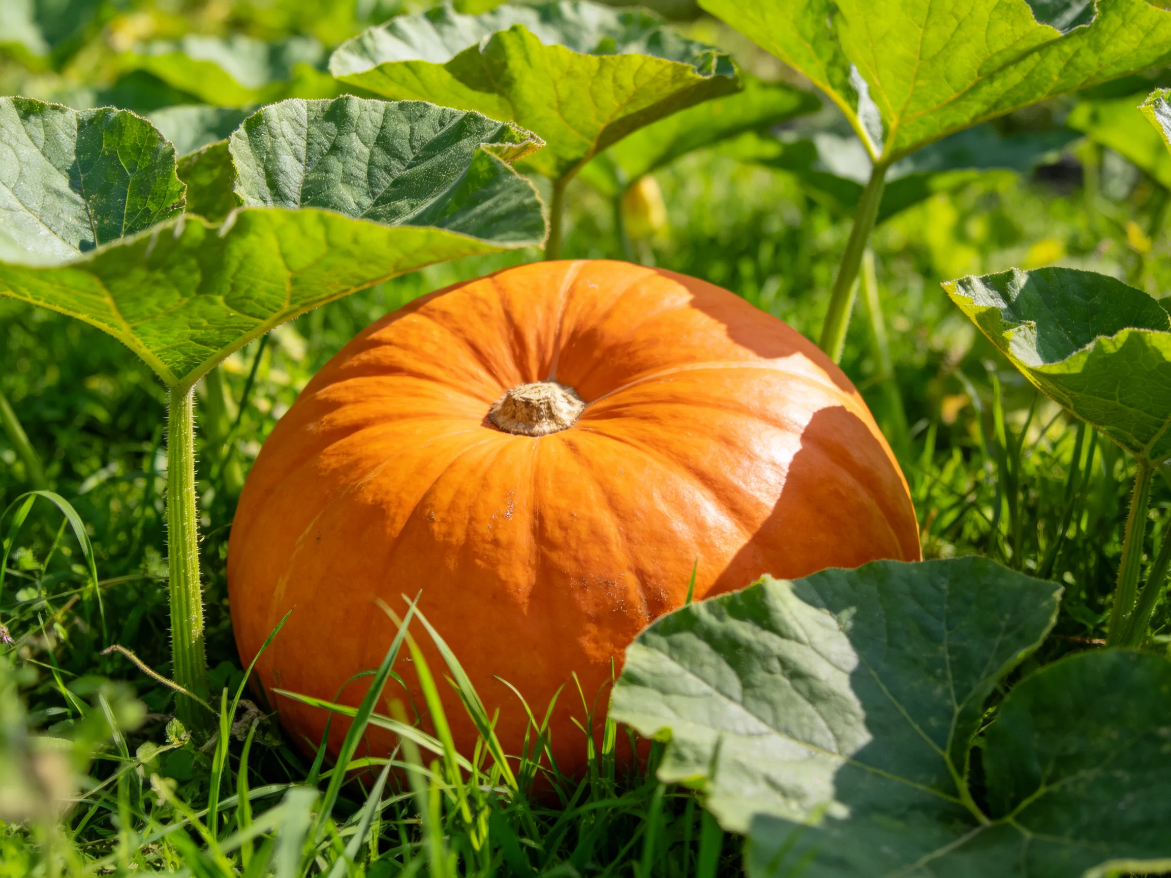 A large orange pumpkin nestled among green leaves and grass