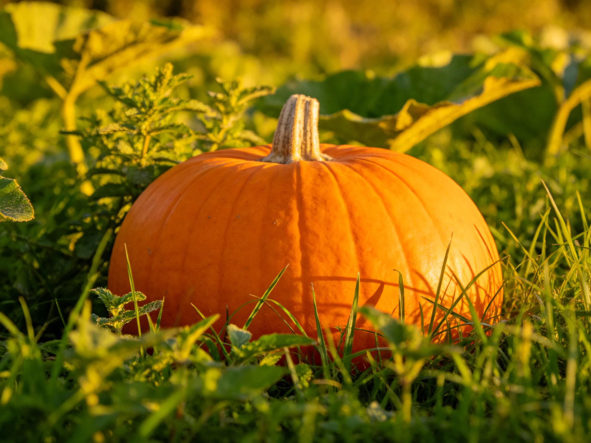 A large orange pumpkin nestled among lush green foliage in a sunlit field