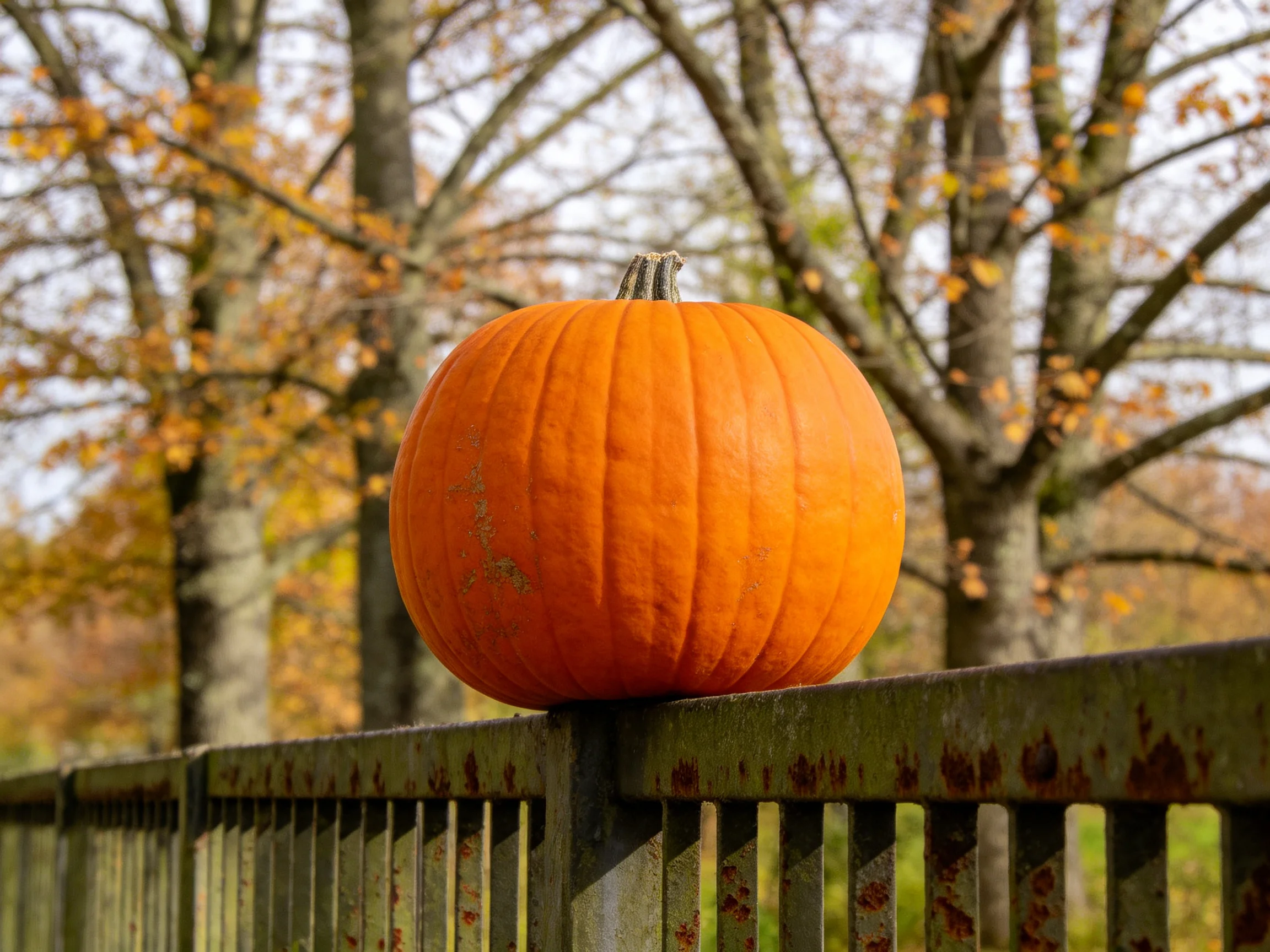 A large orange pumpkin perched on a weathered wooden fence with autumnal trees behind