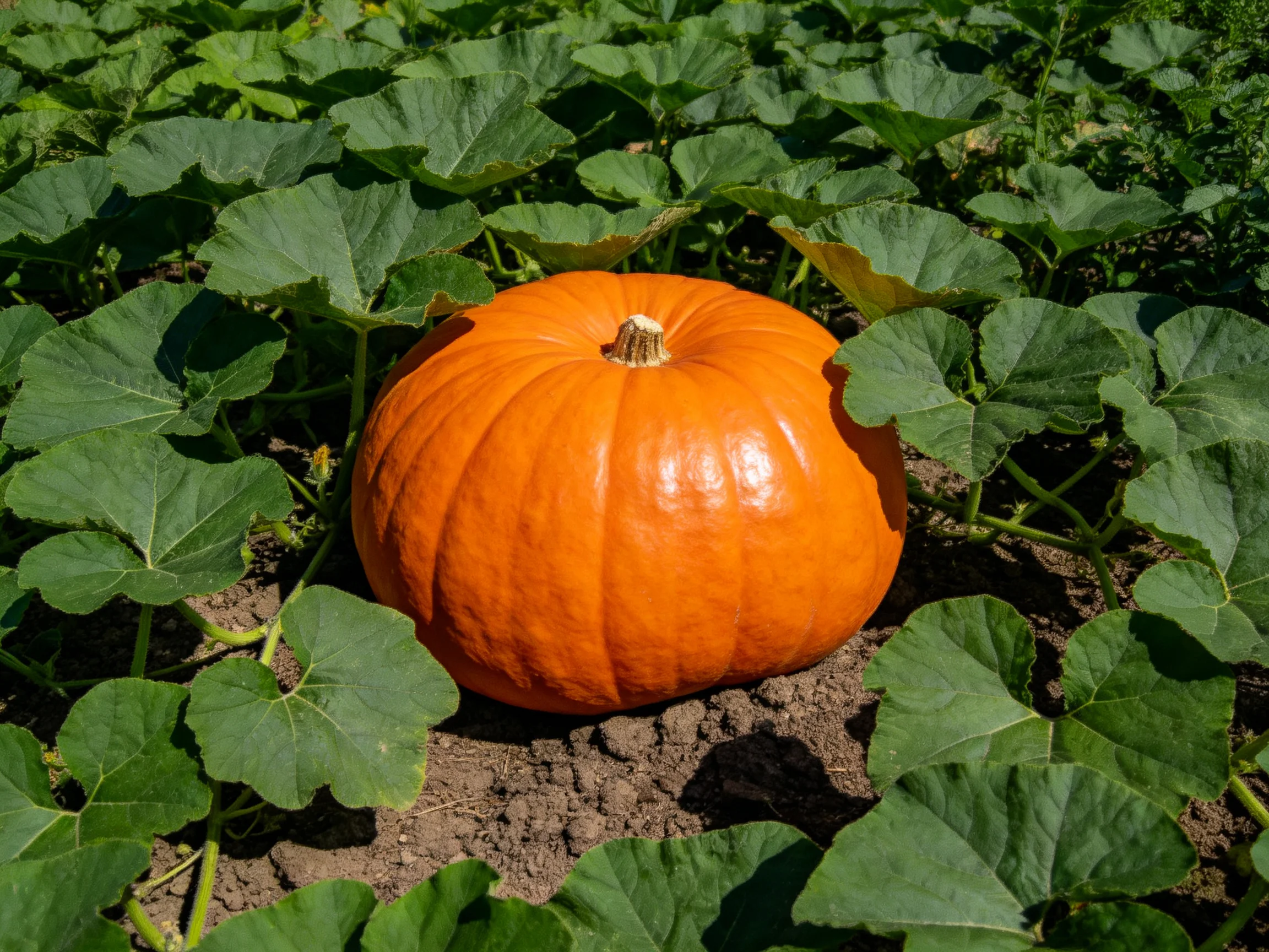 A large orange pumpkin sits amid dense green foliage