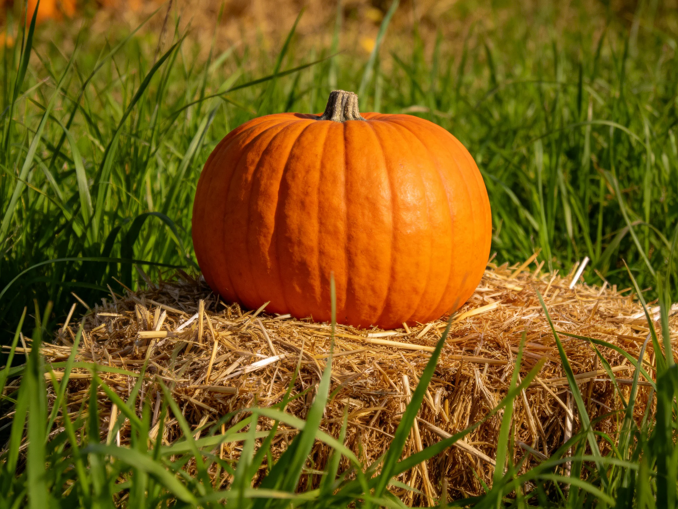 A large orange pumpkin sits on a straw bale in a grassy area