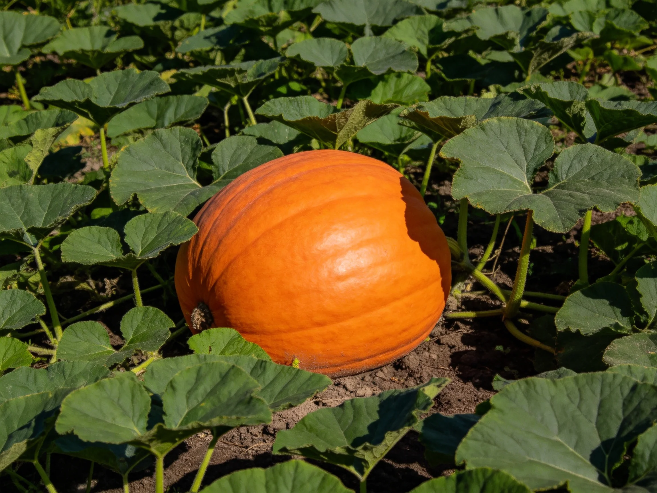 A large orange pumpkin surrounded by lush green leaves in a cultivated field