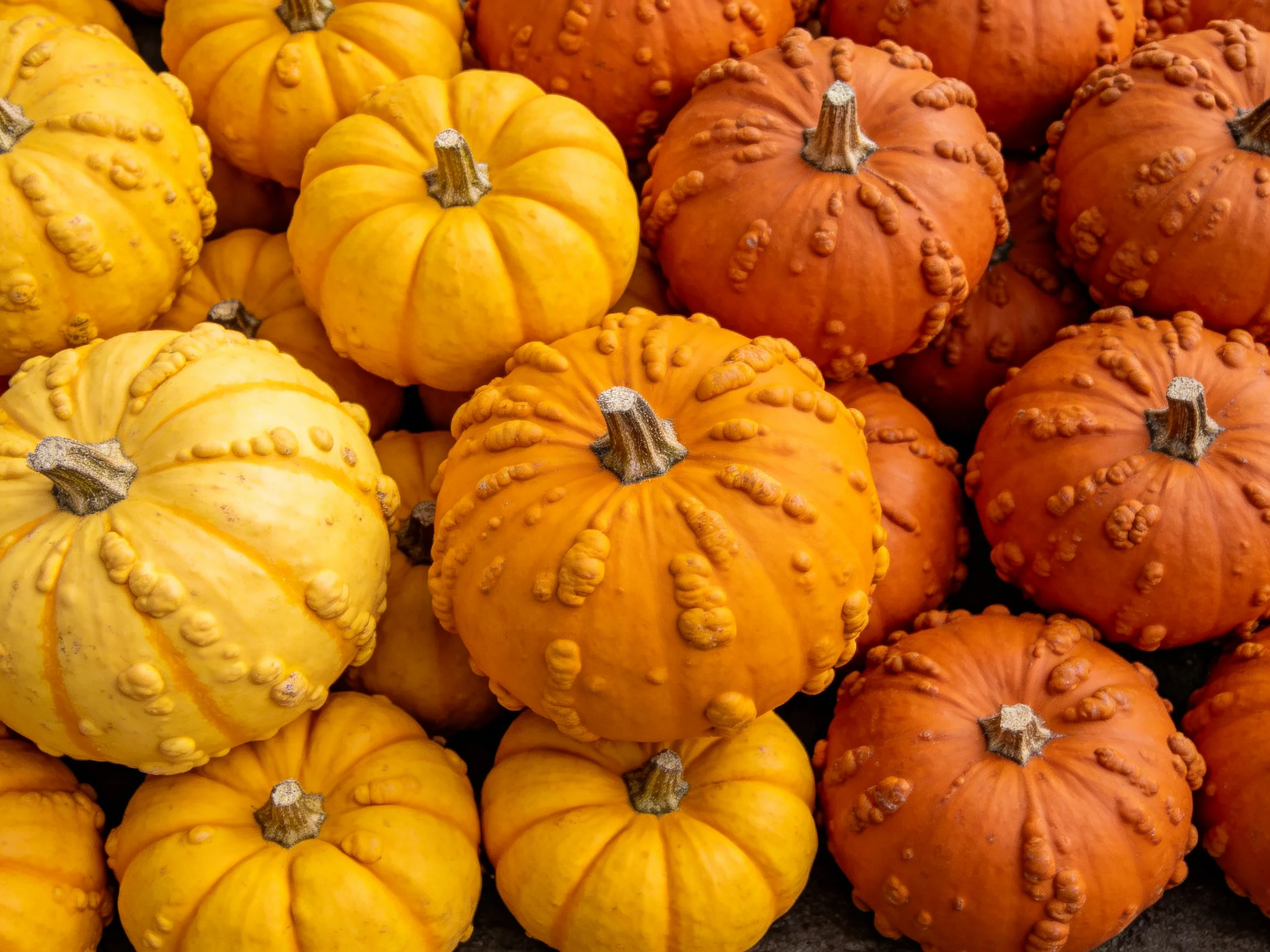 A large pile of small, bumpy yellow and orange pumpkins