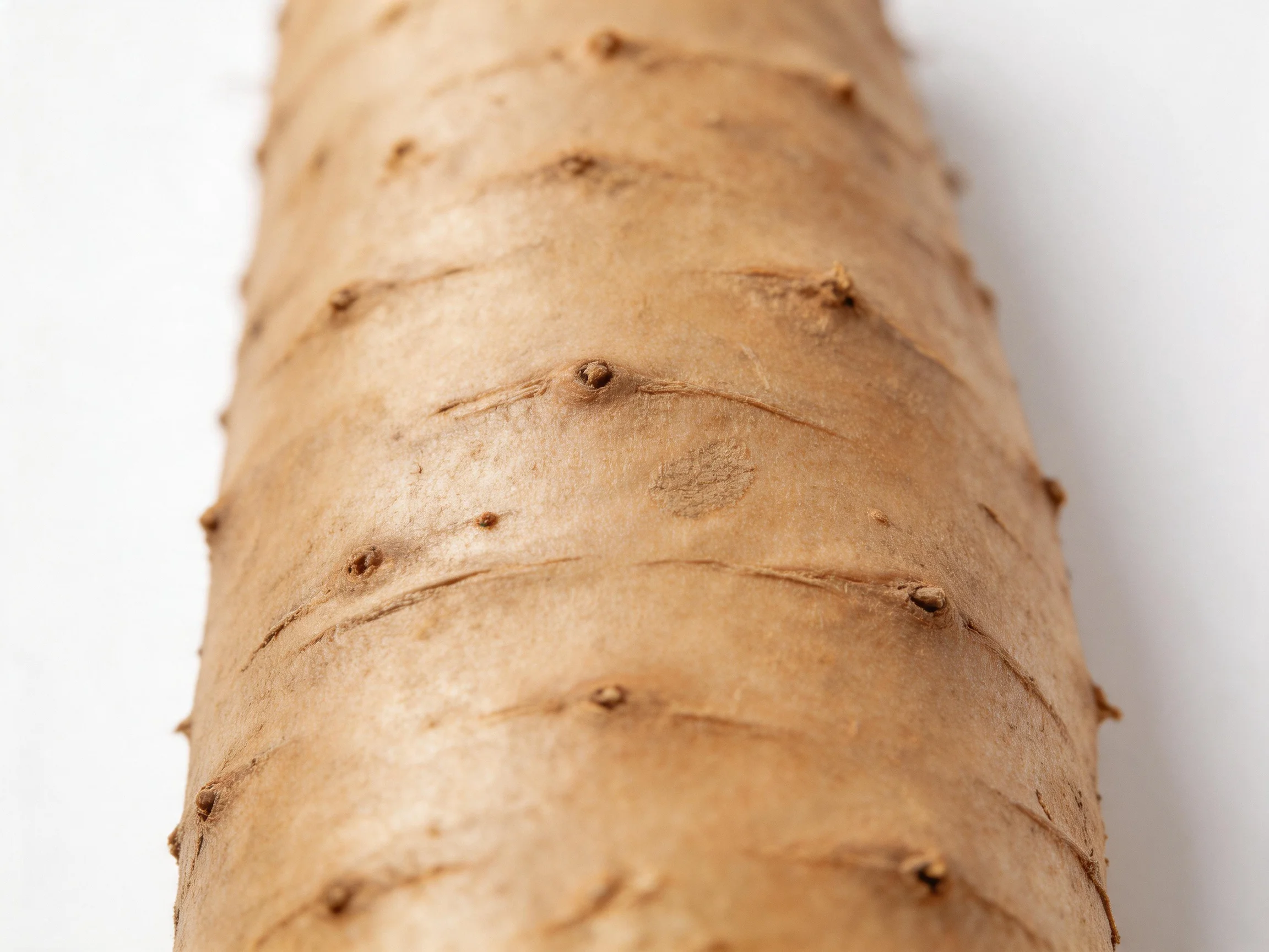 A long brown tuber with distinct ridges and small protrusions