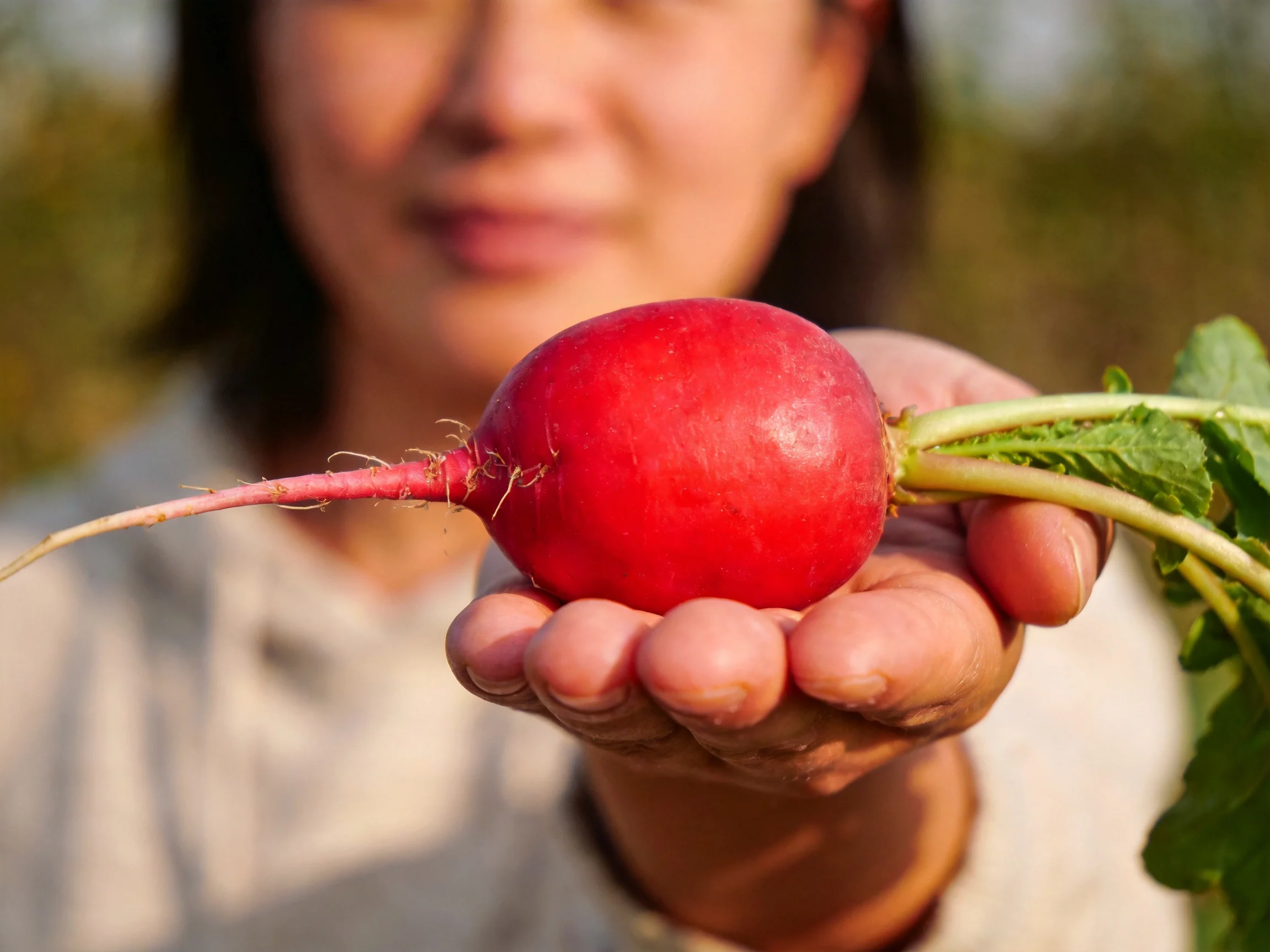 A person holding a vibrant red radish with fresh green foliage