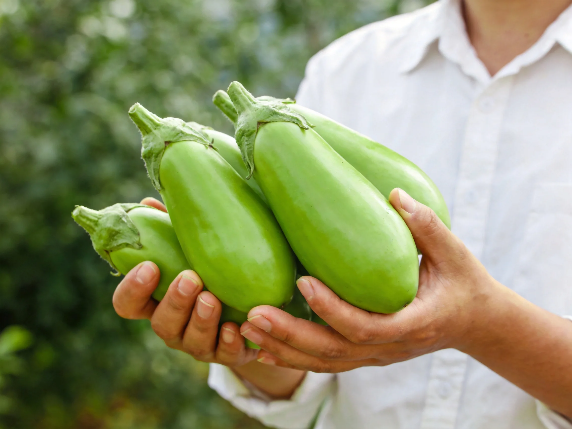 A person holding four bright green eggplants outdoors