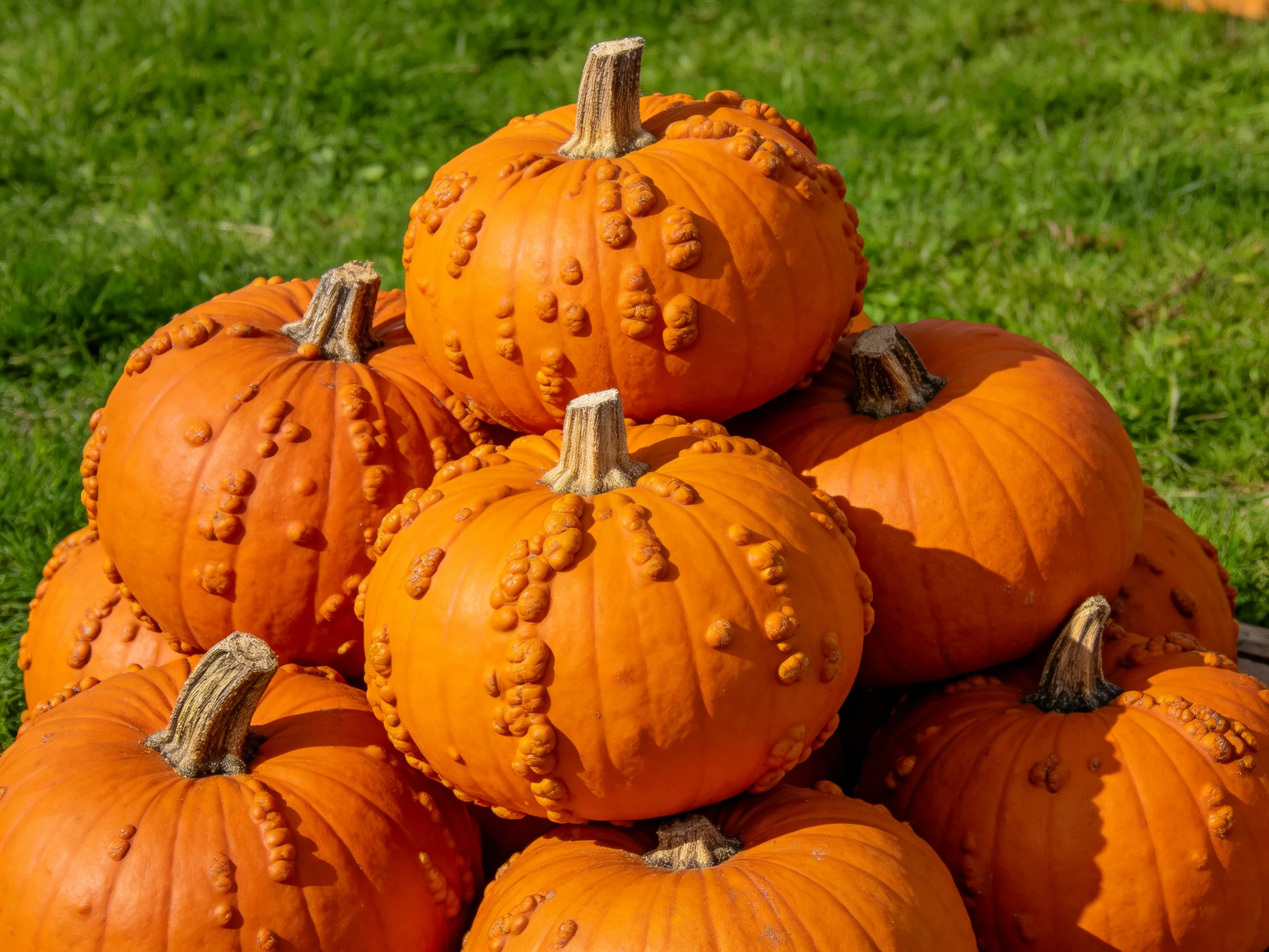 A pile of bumpy orange pumpkins arranged on green grass