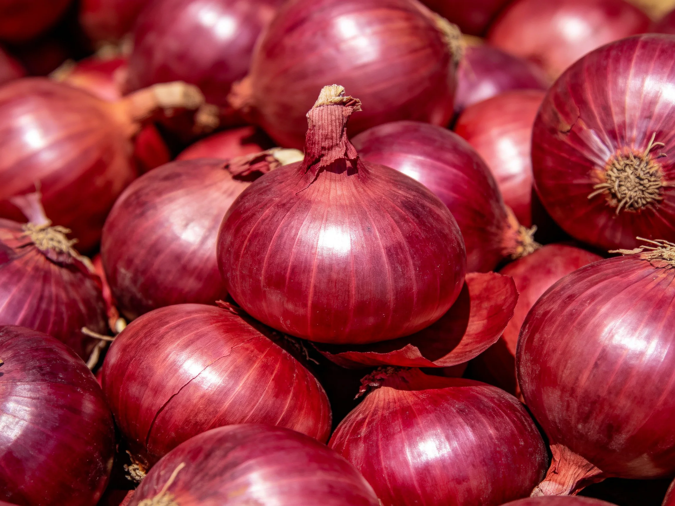 A pile of glossy red onions stacked closely together